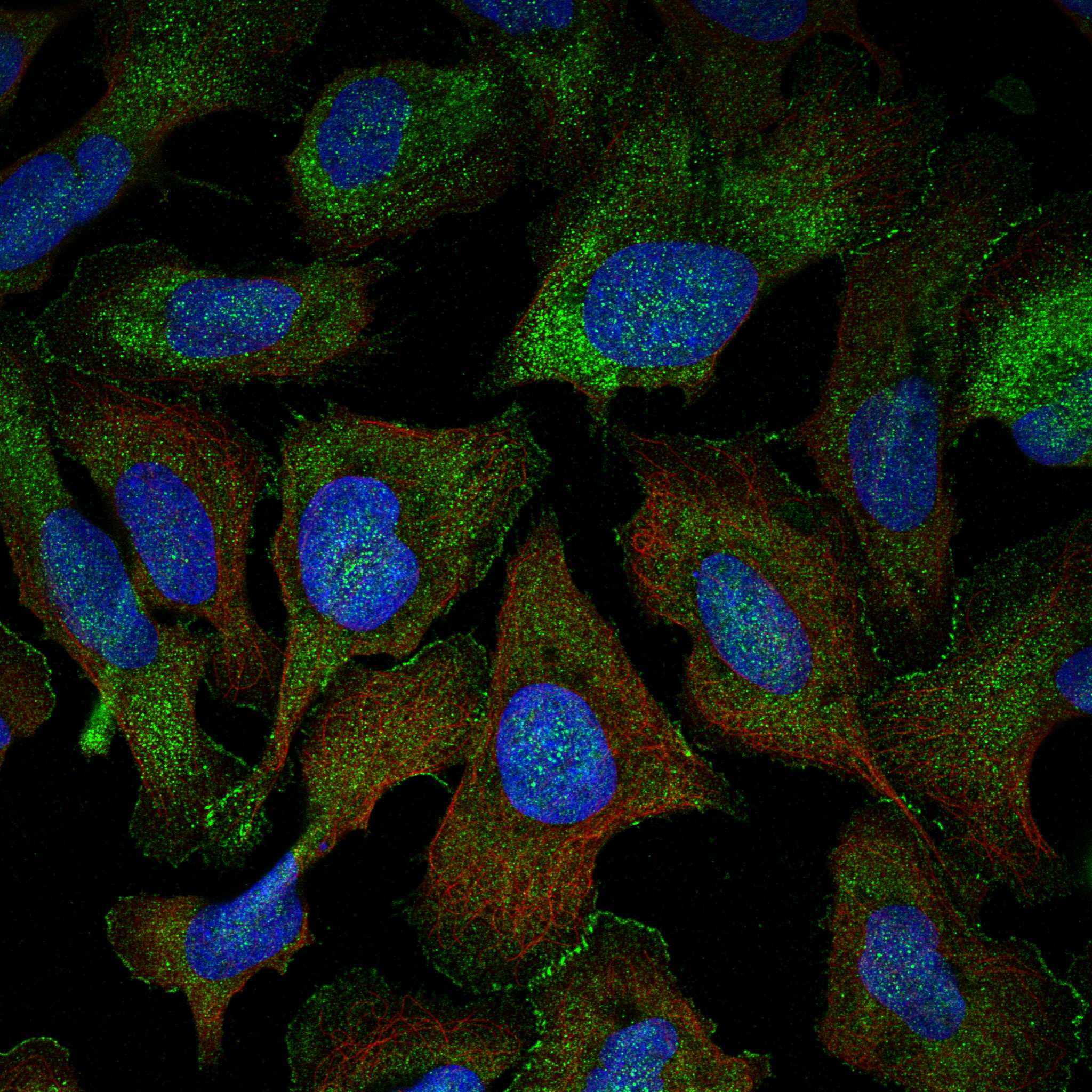 CD34 fluorescence