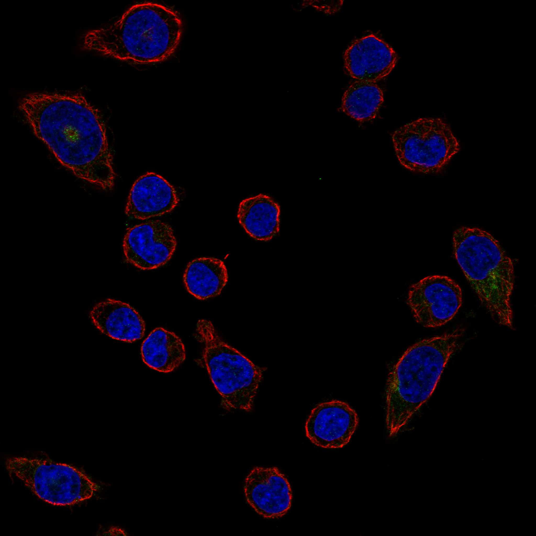 CD36 fluorescence
