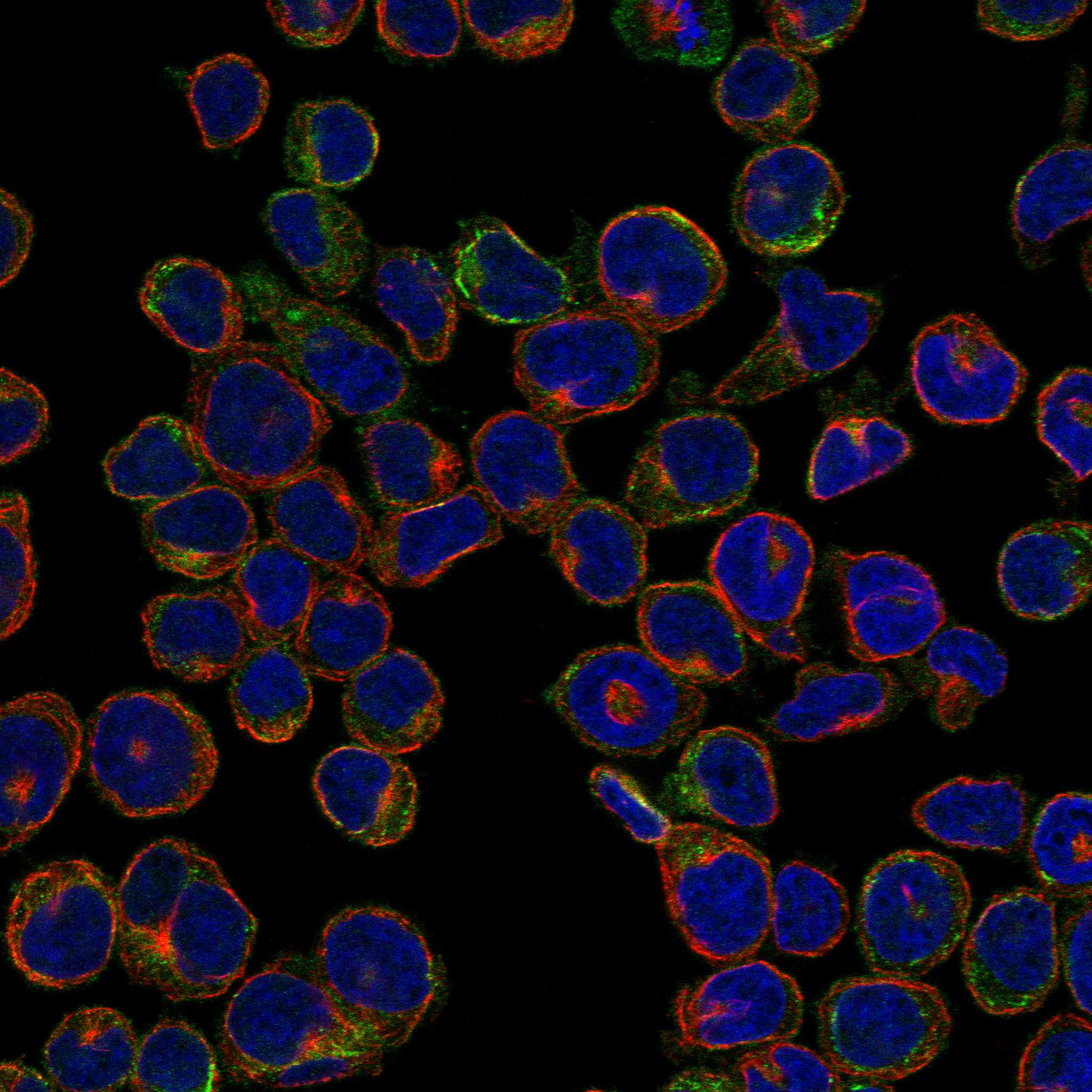 CD37 fluorescence