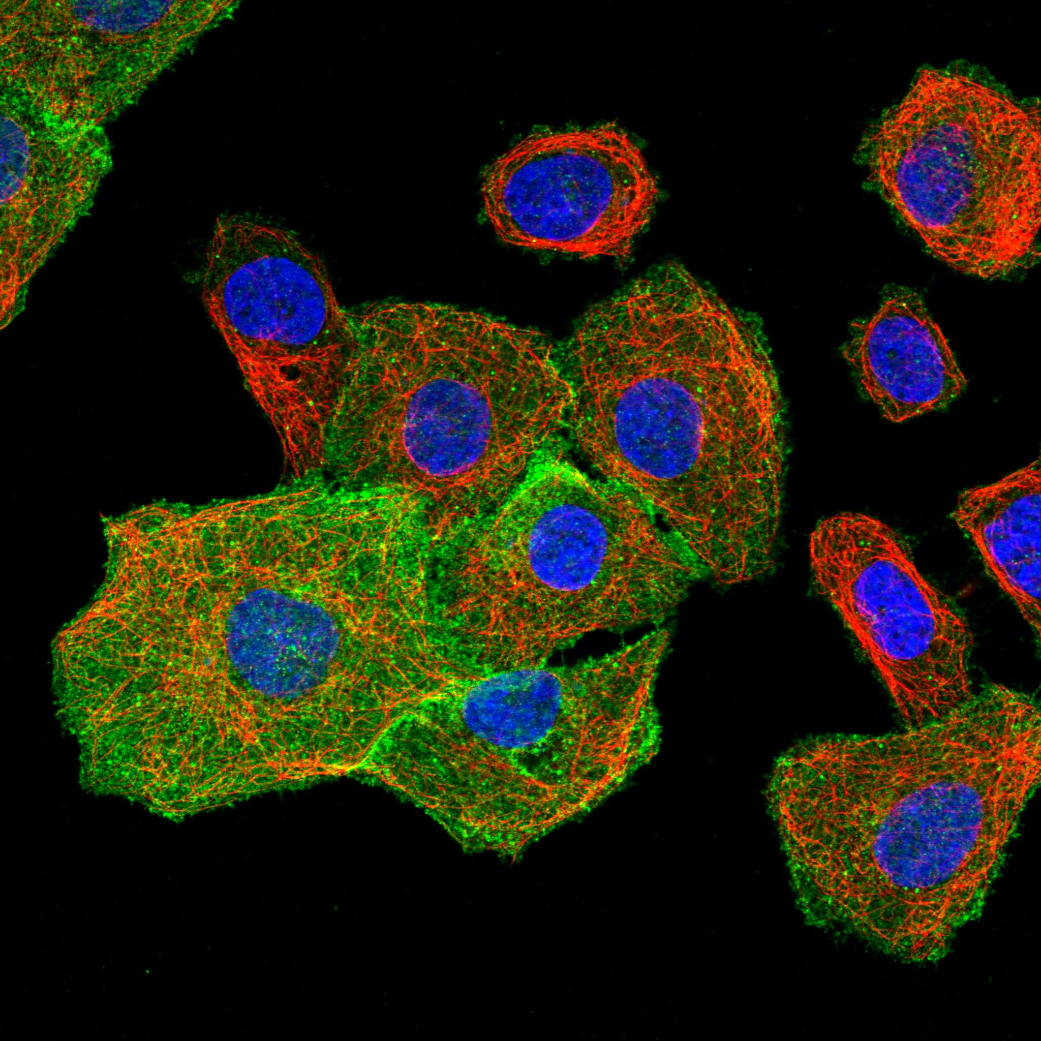 CD38 fluorescence