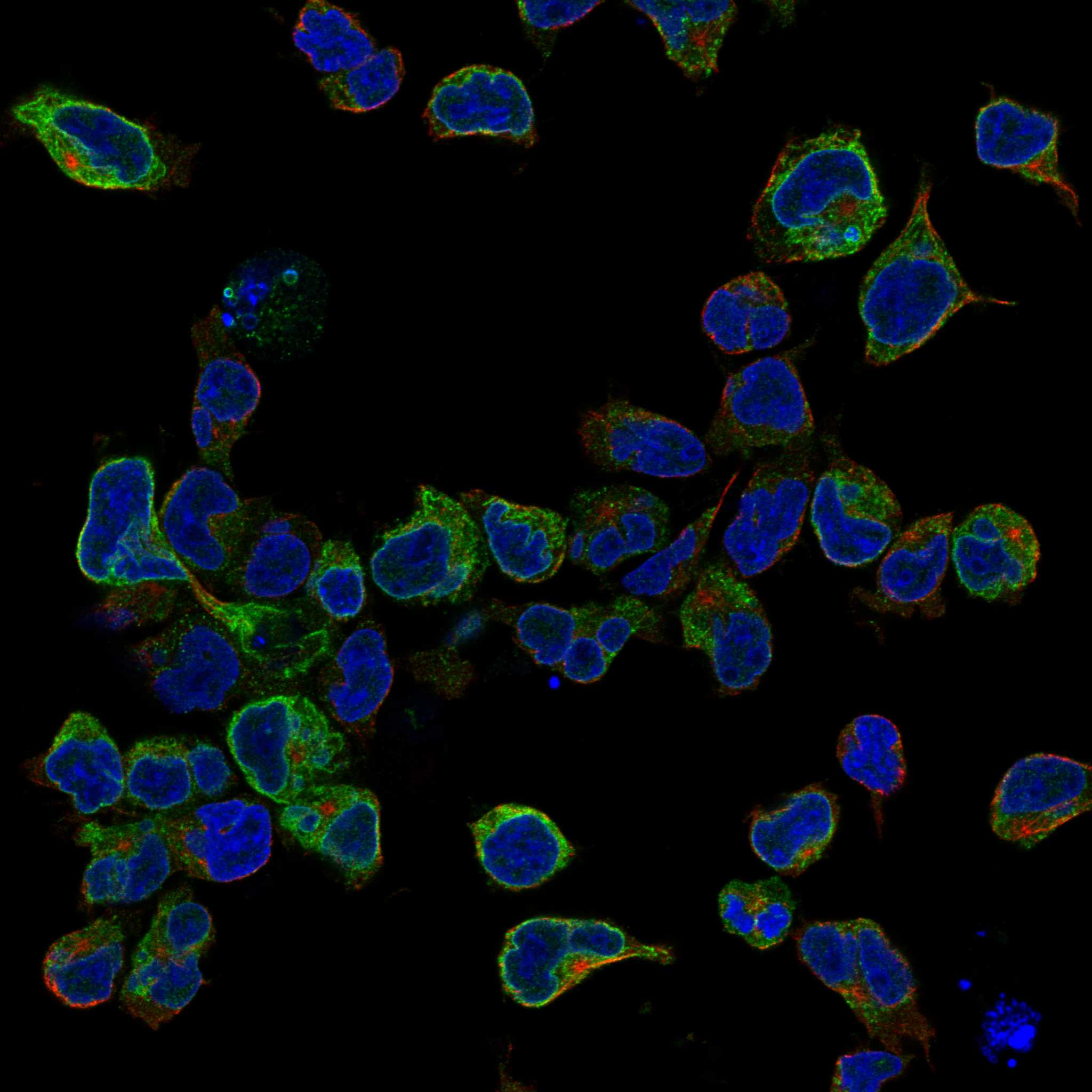 CD3E fluorescence