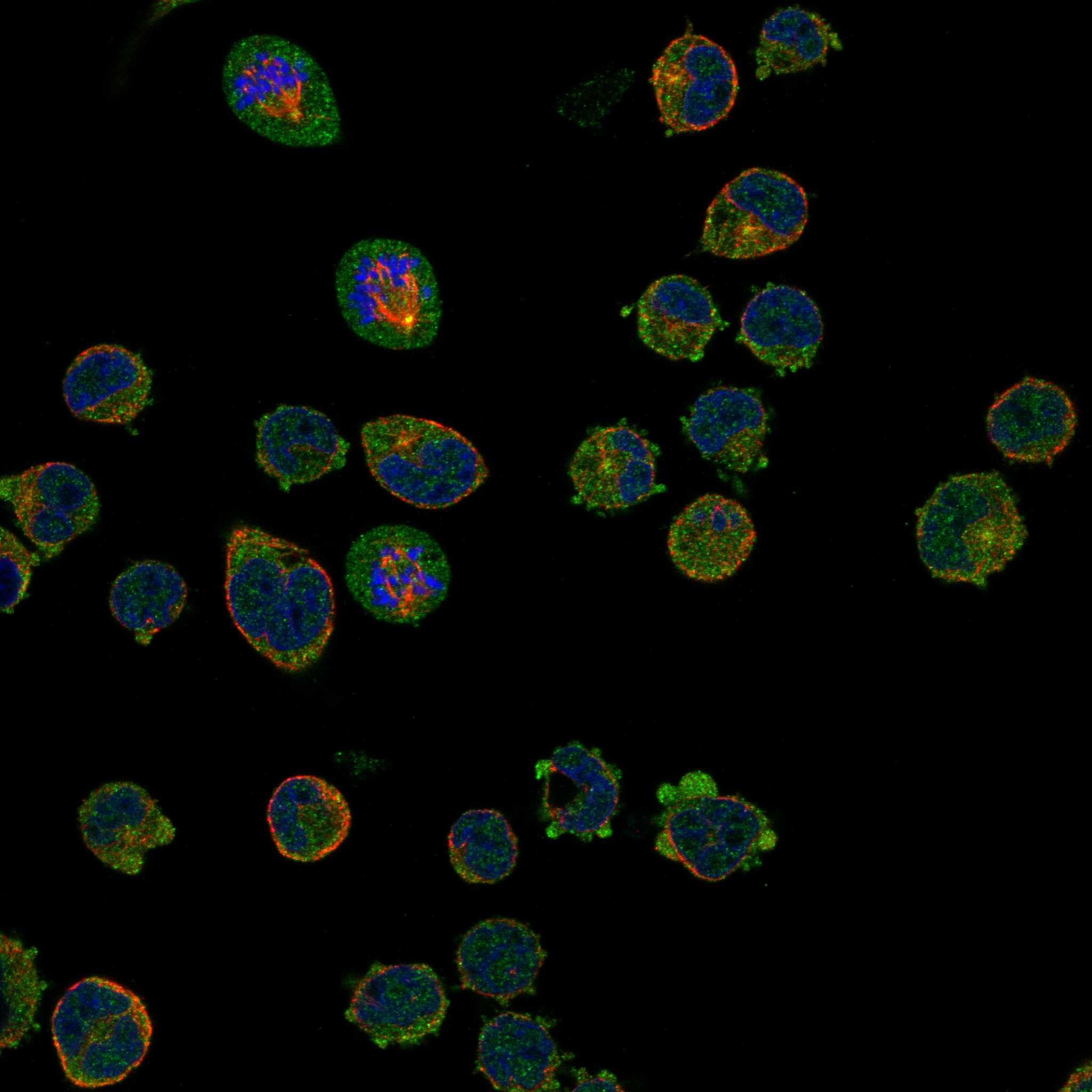 CD3G fluorescence
