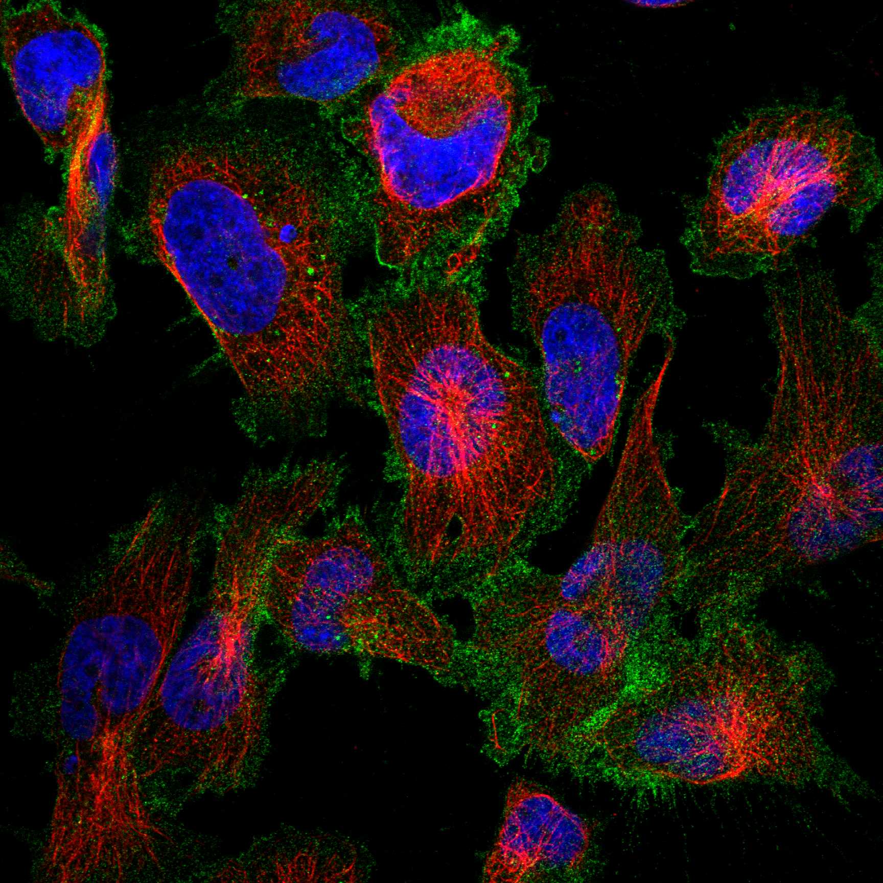 CD4 fluorescence