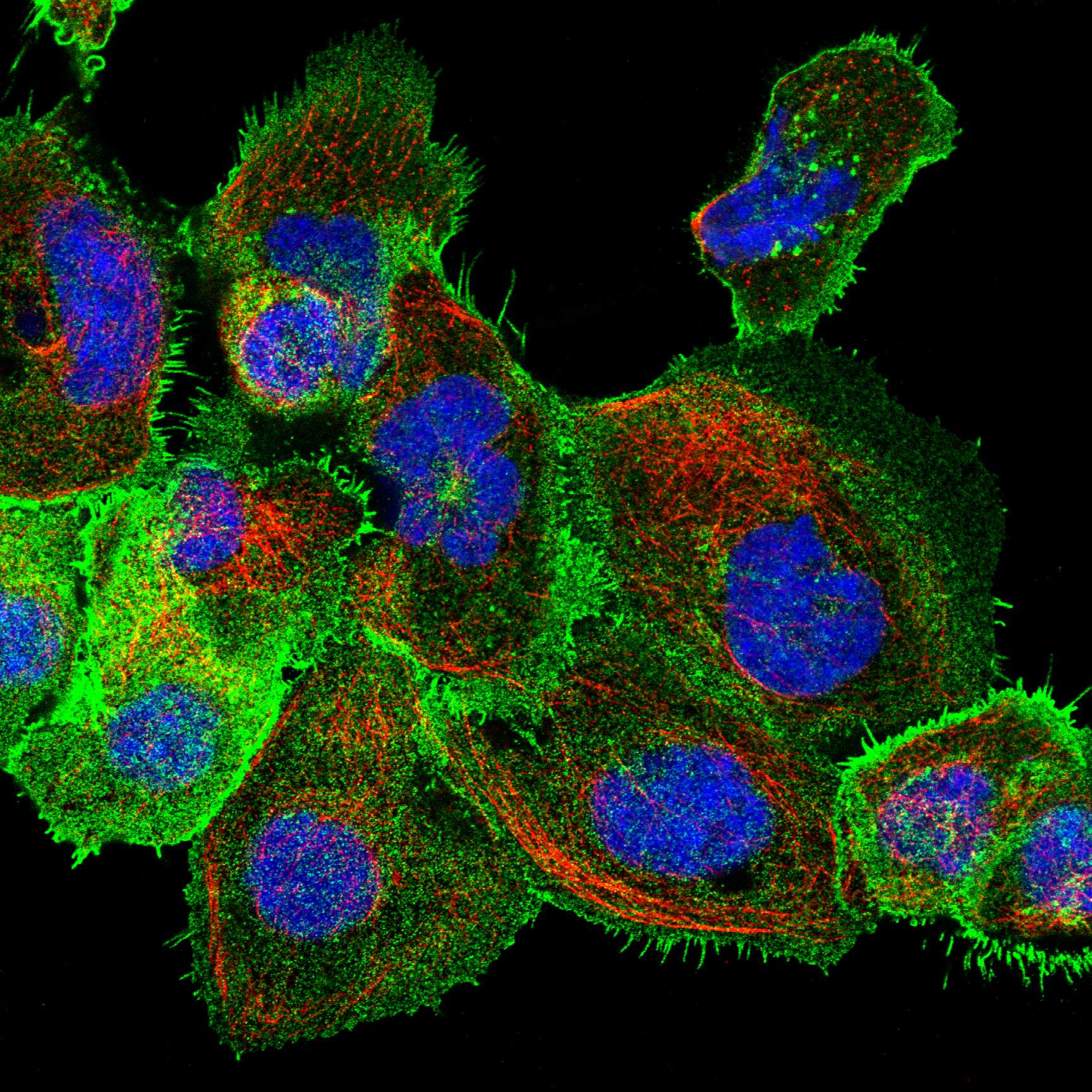 CD44 fluorescence
