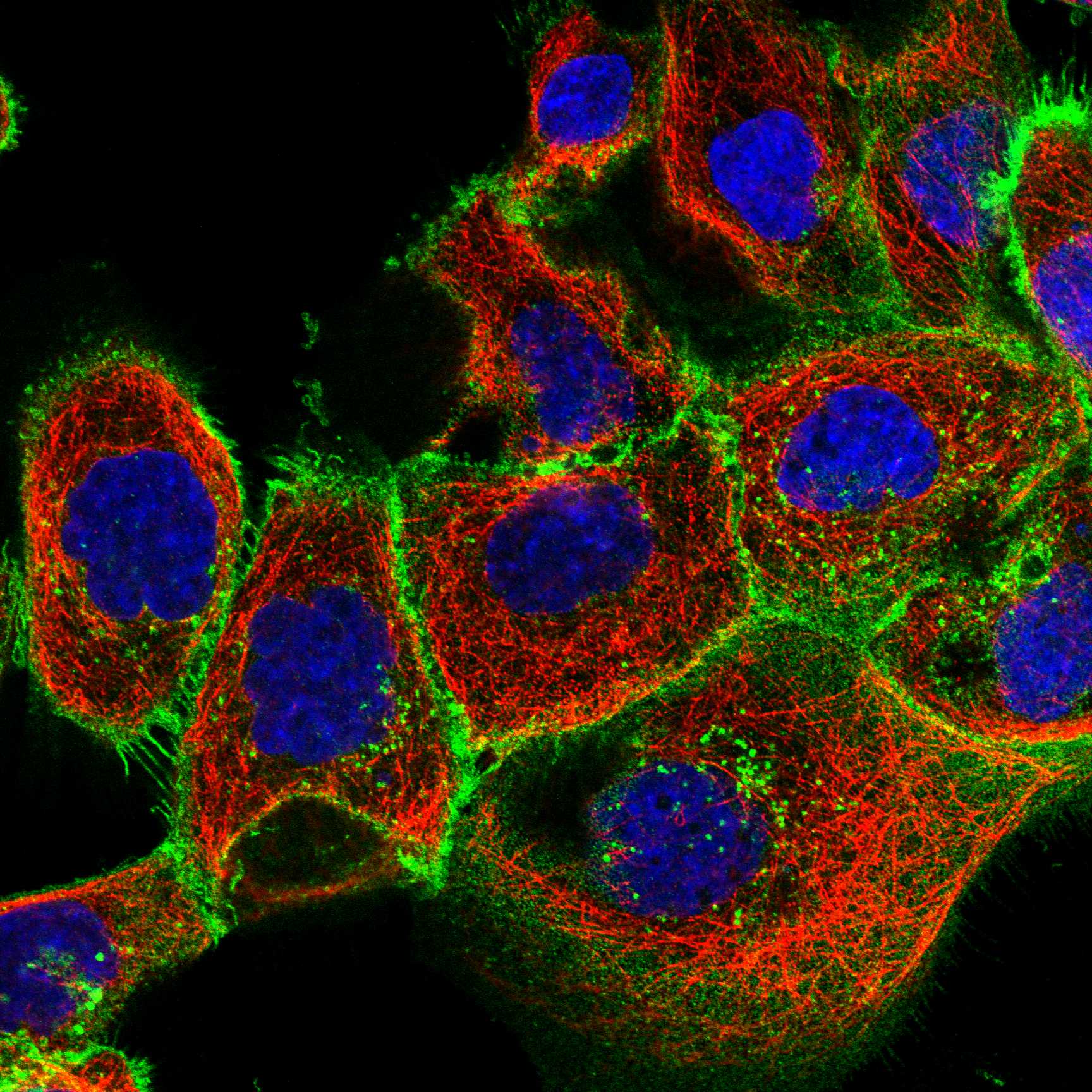 CD47 fluorescence