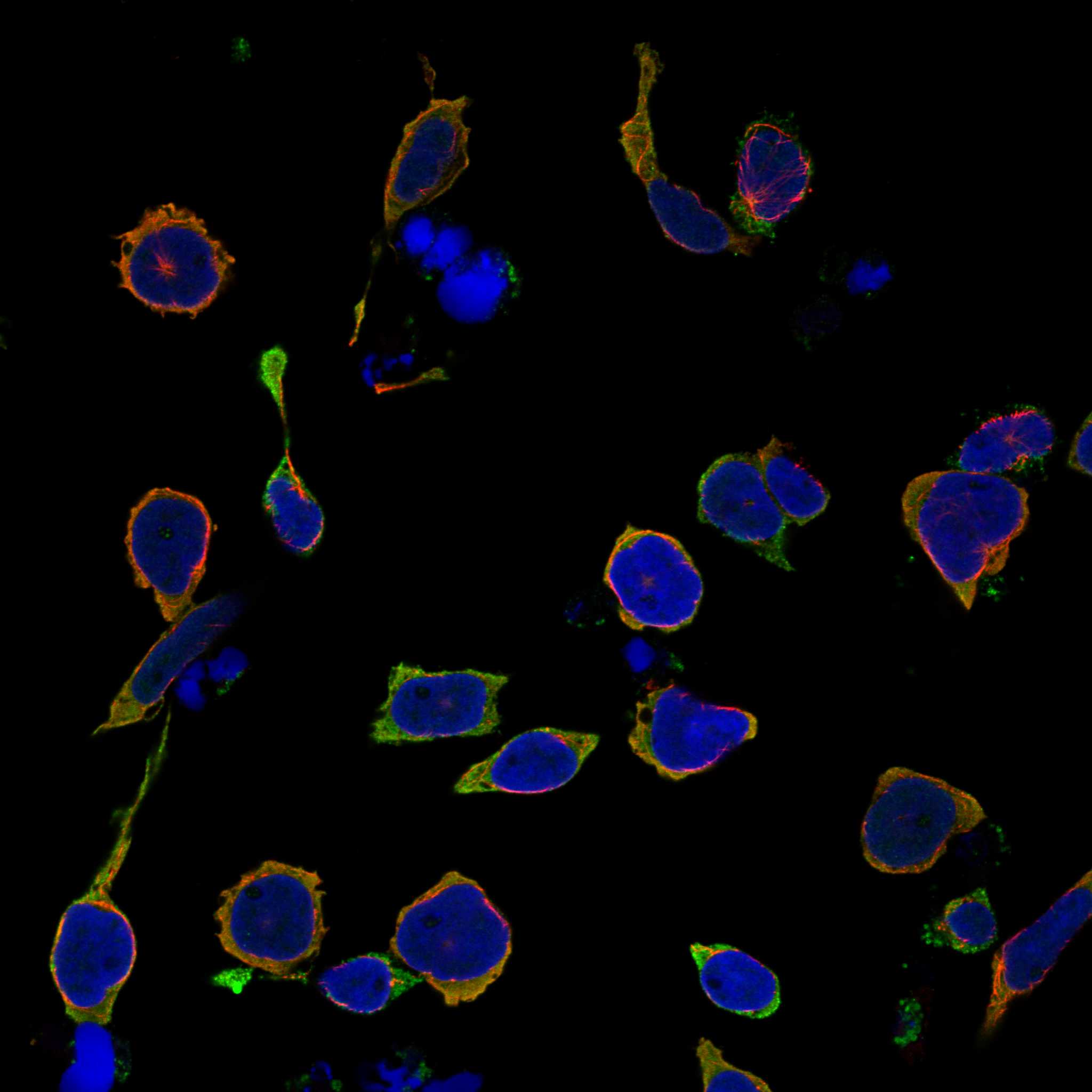 CD48 fluorescence