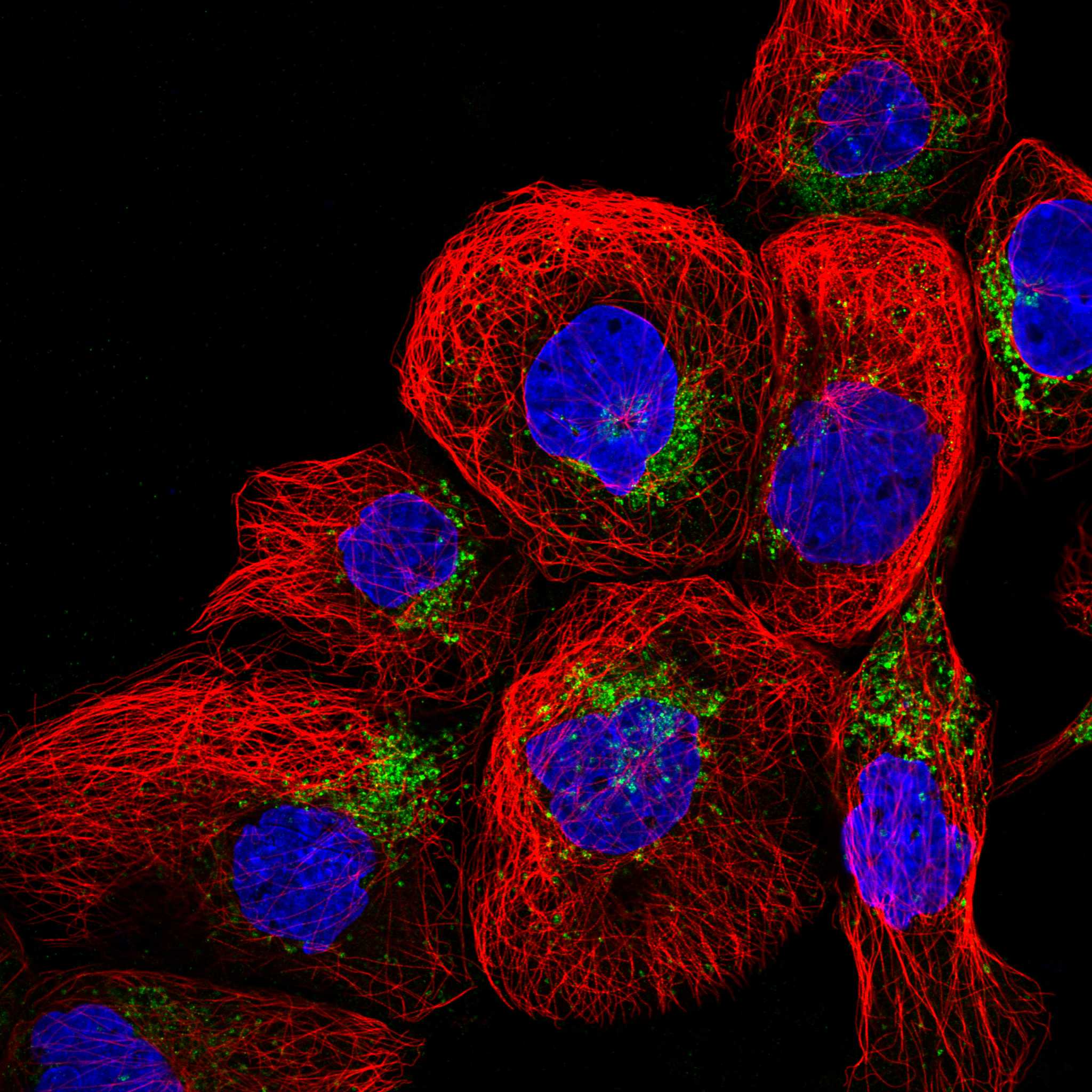 CD63 fluorescence
