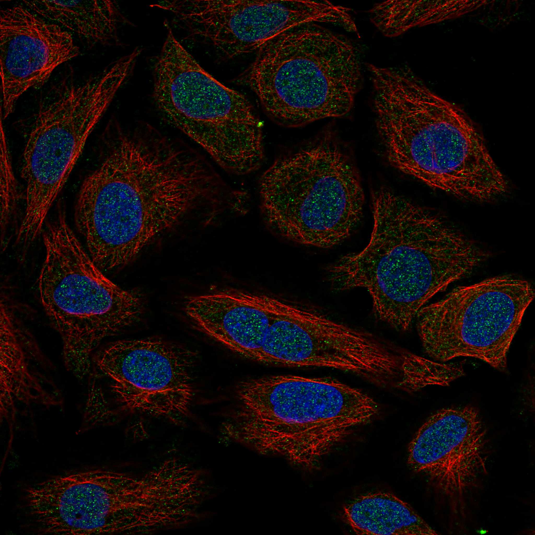 CD70 fluorescence