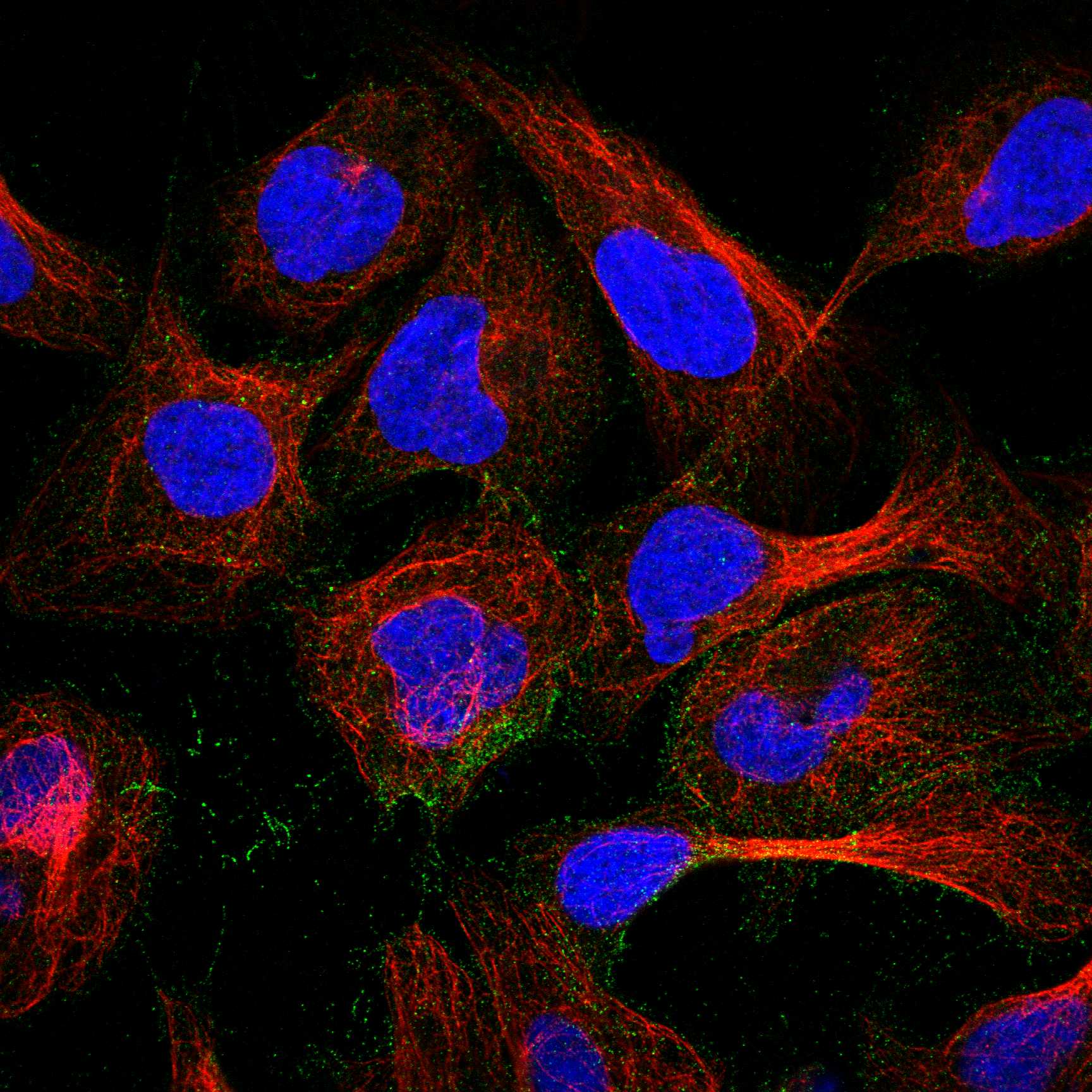 CD81 fluorescence