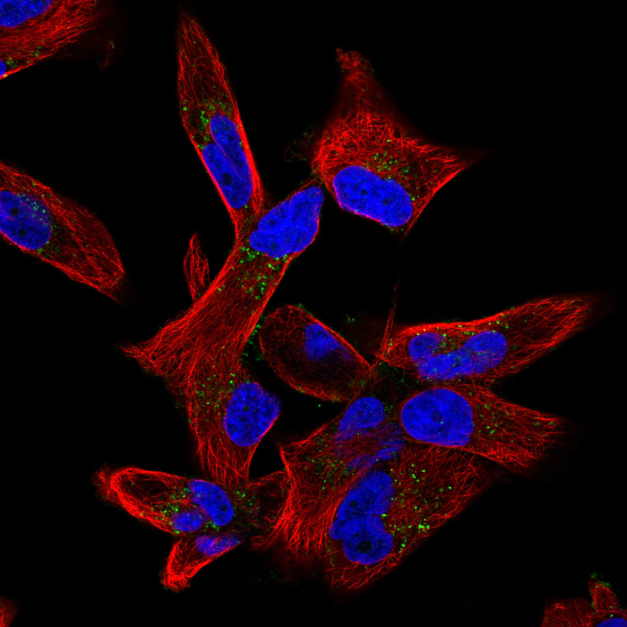 CD82 fluorescence