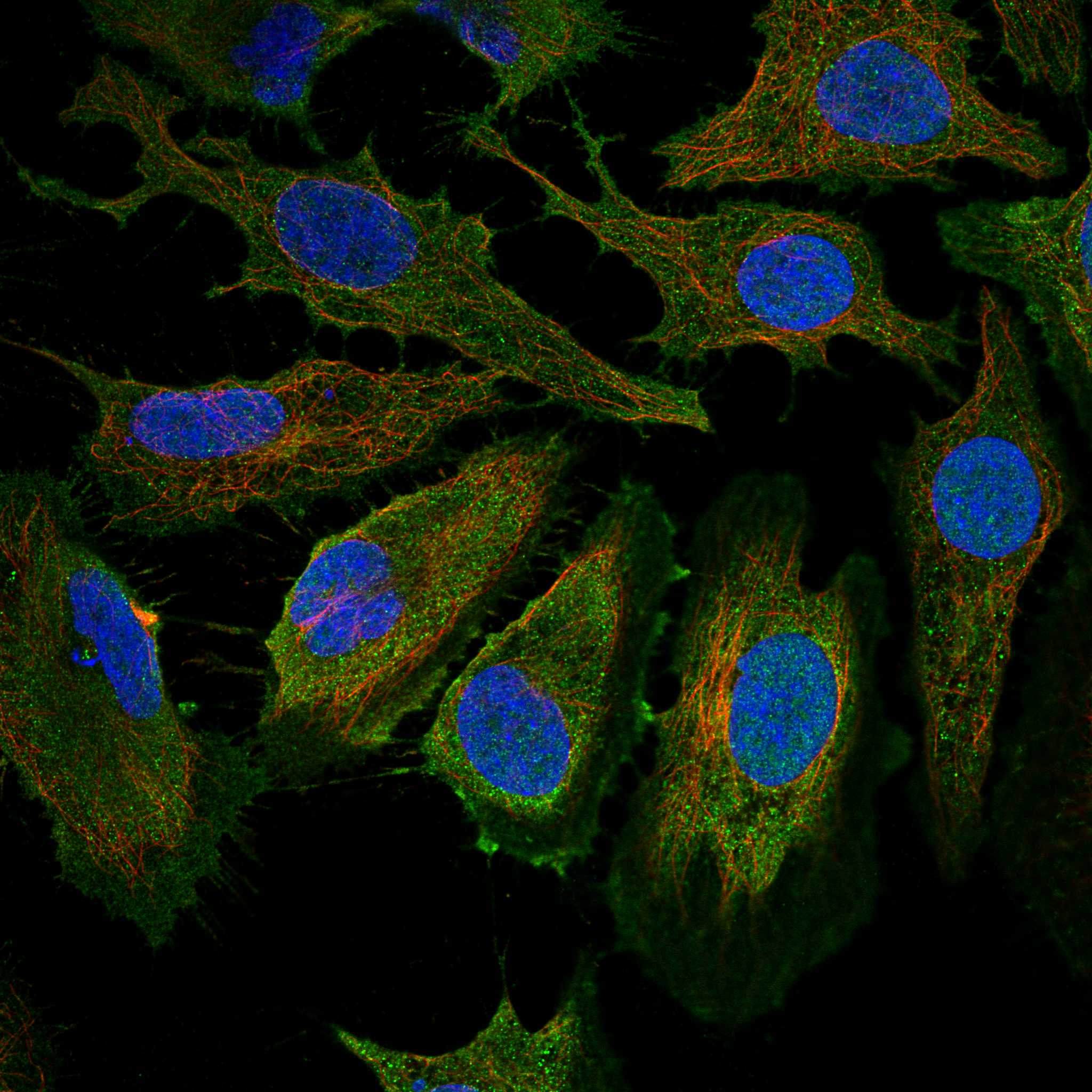 CD83 fluorescence