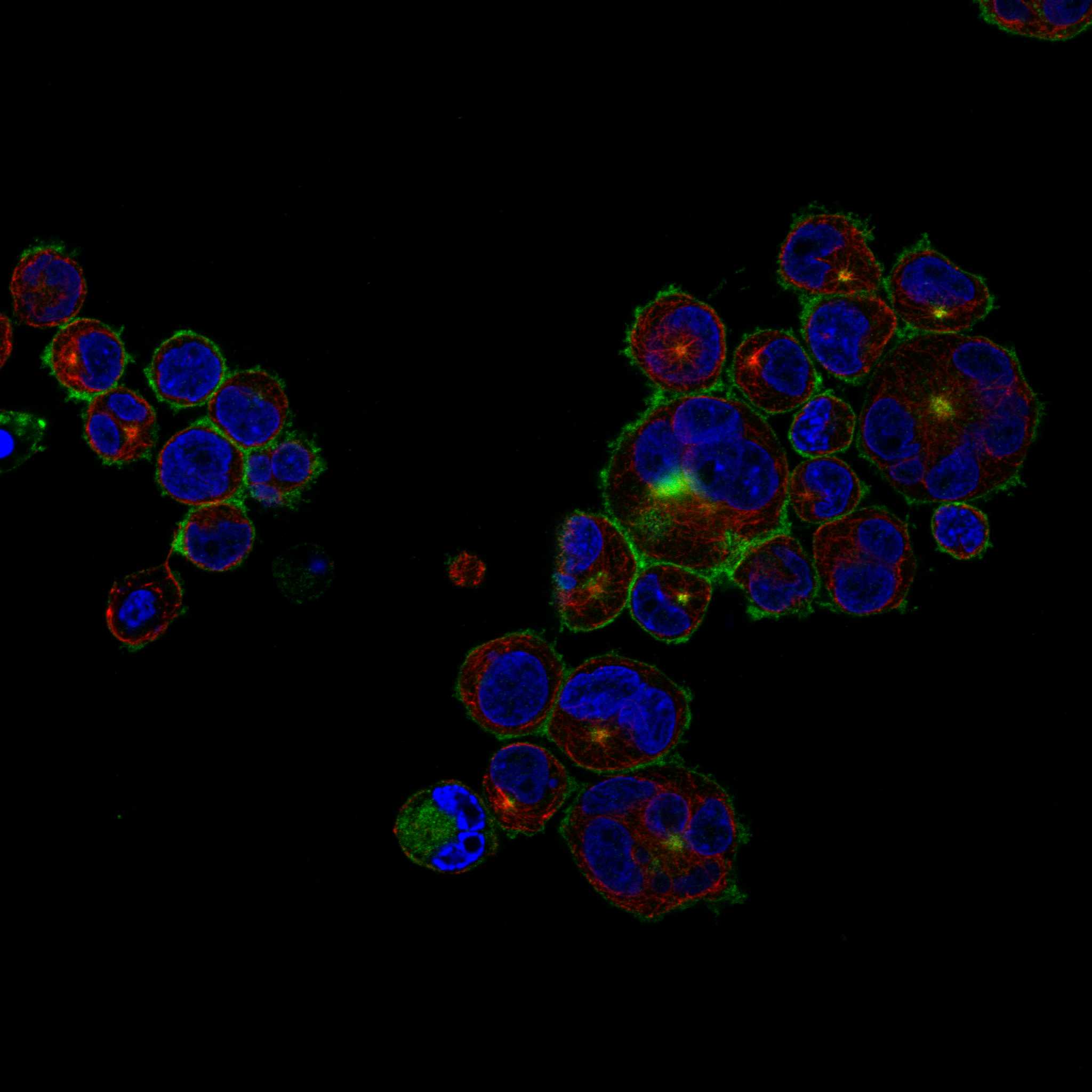 CD86 fluorescence