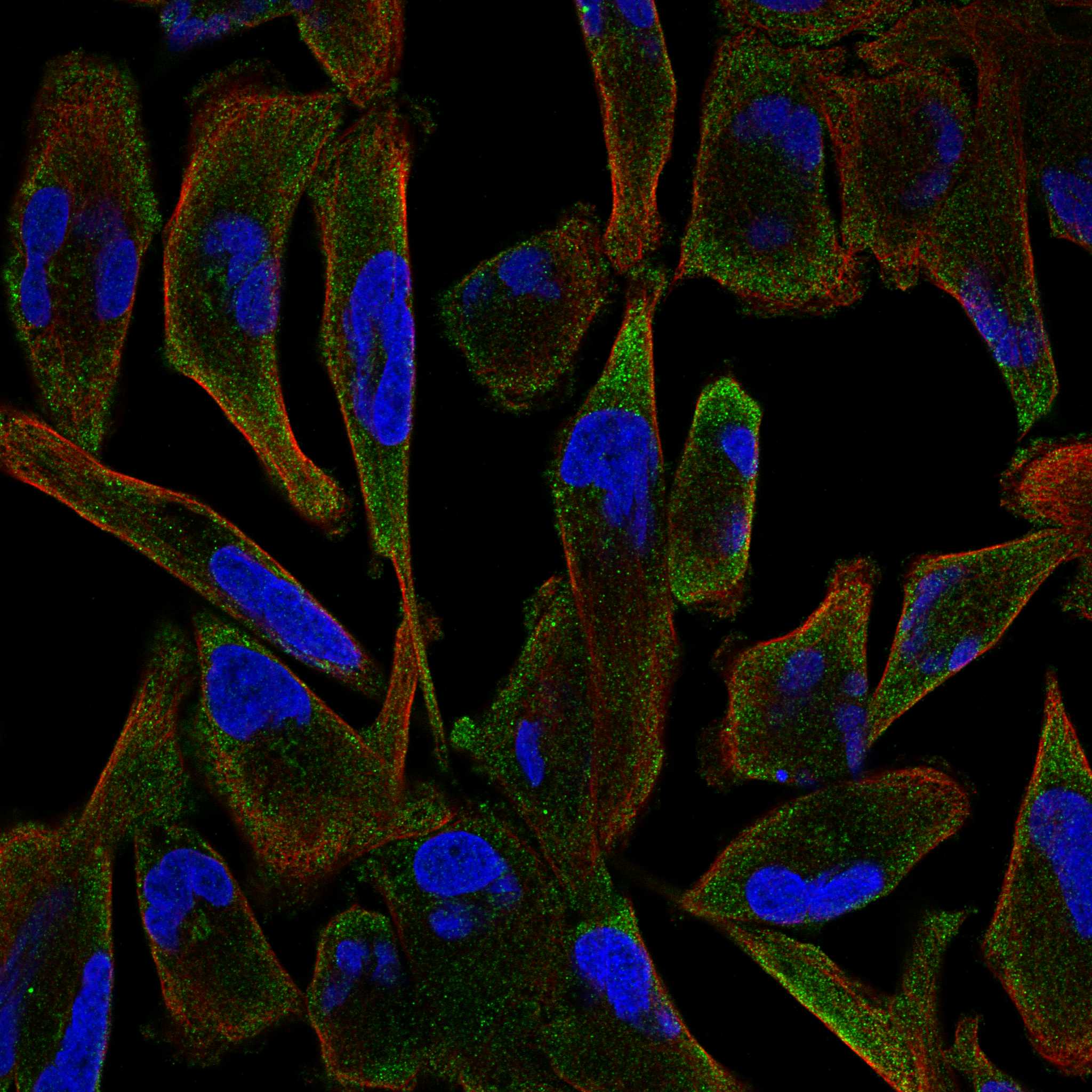 CD8A fluorescence