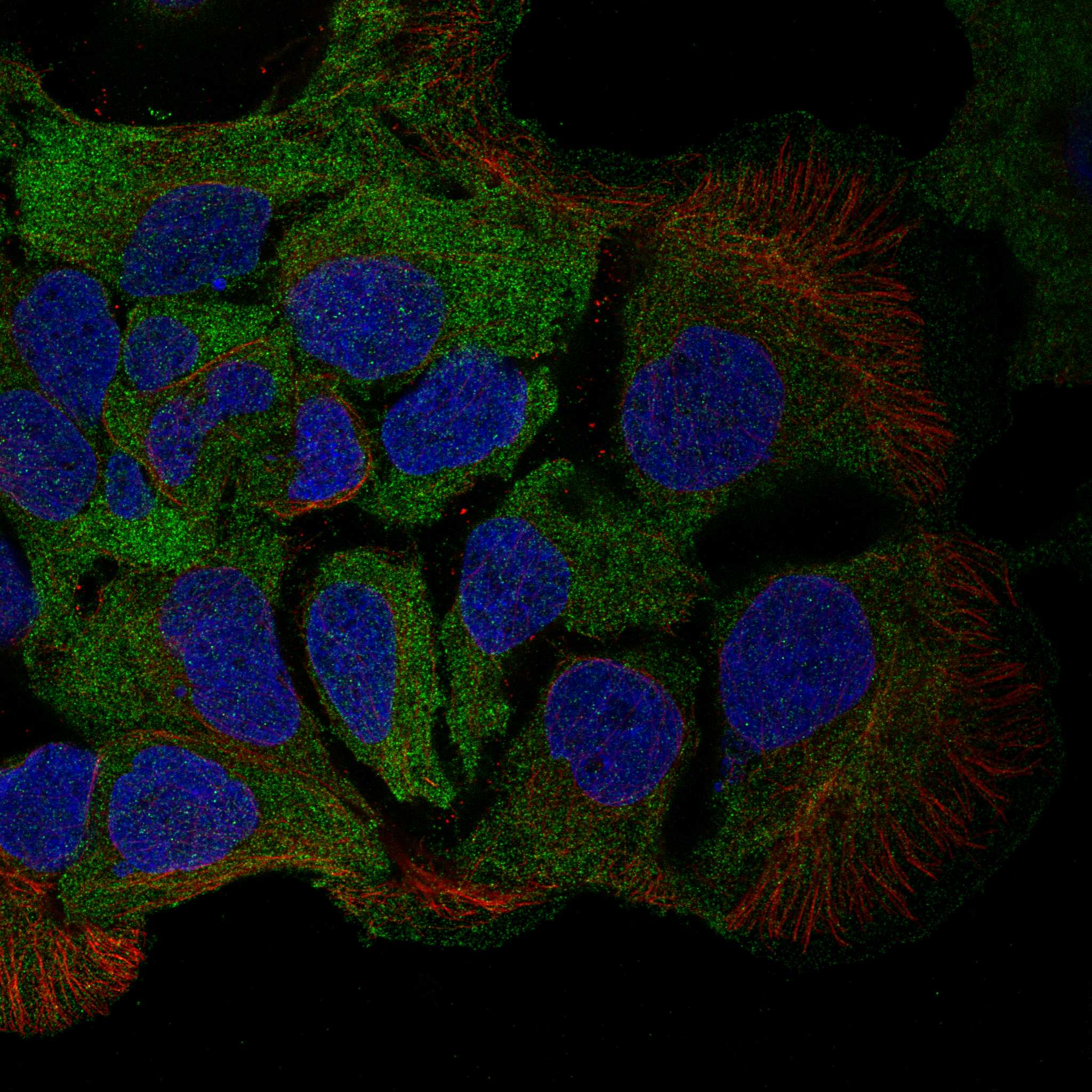 CD8B fluorescence