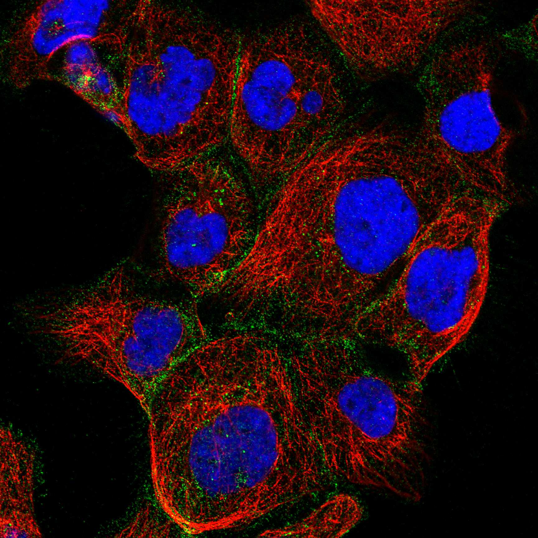 CD9 fluorescence