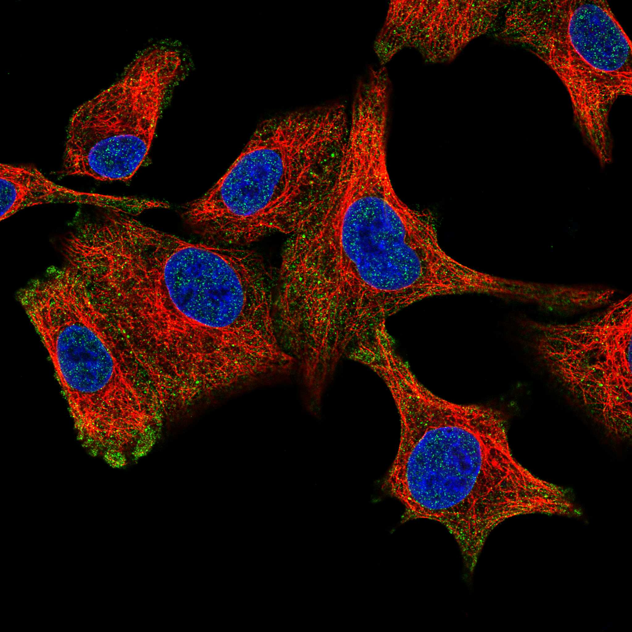 CDIPT fluorescence