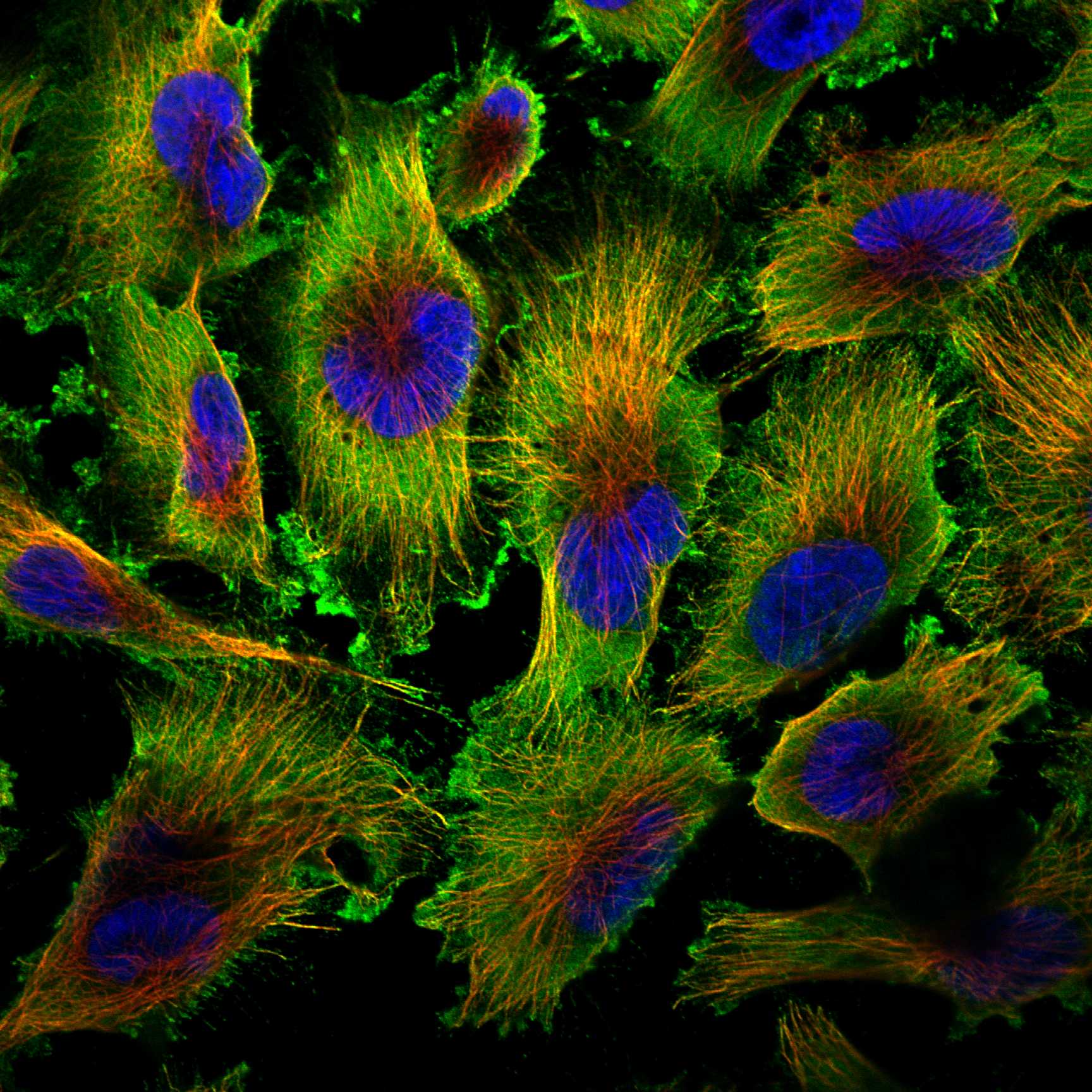 CDK16 fluorescence