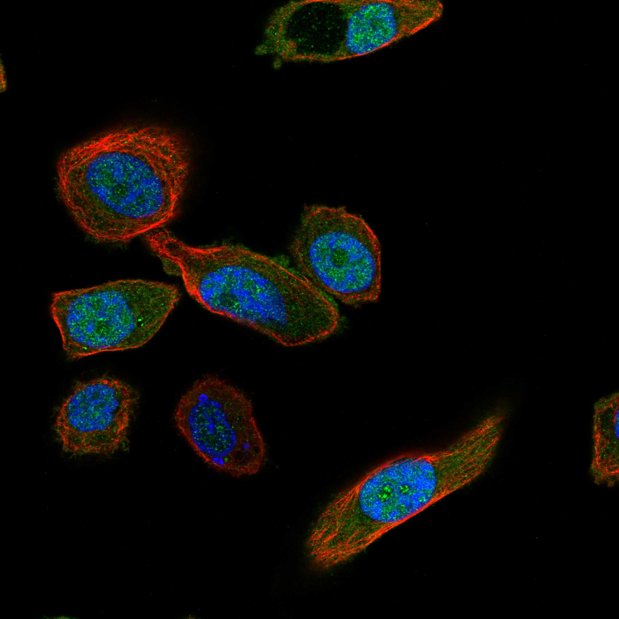 CDK5 fluorescence