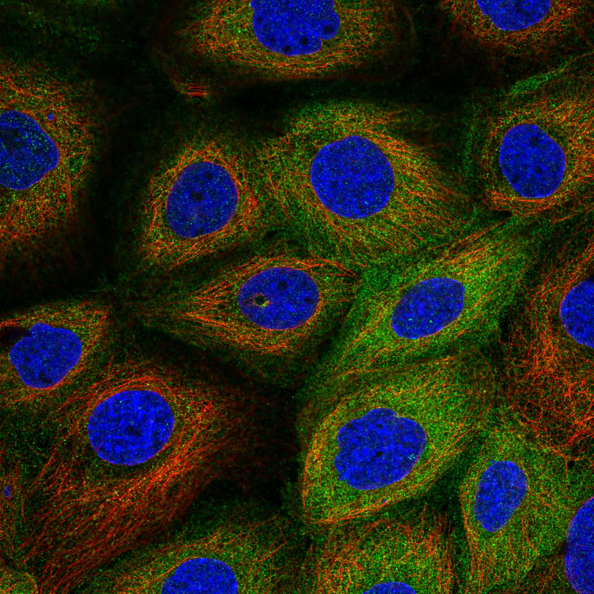 CEP55 fluorescence