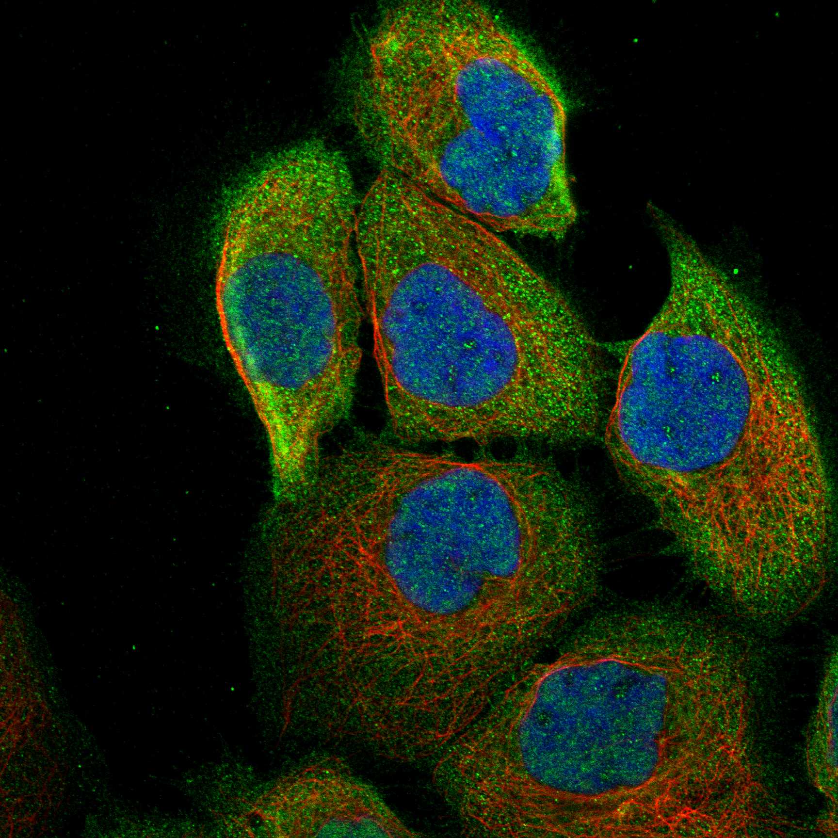 CFLAR fluorescence