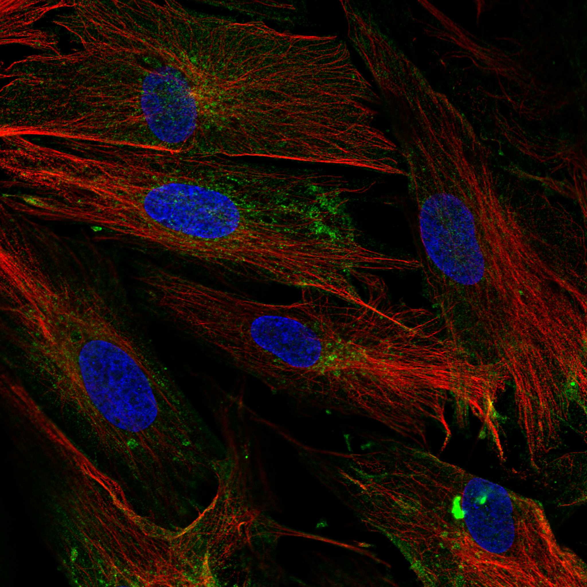 CHIC2 fluorescence