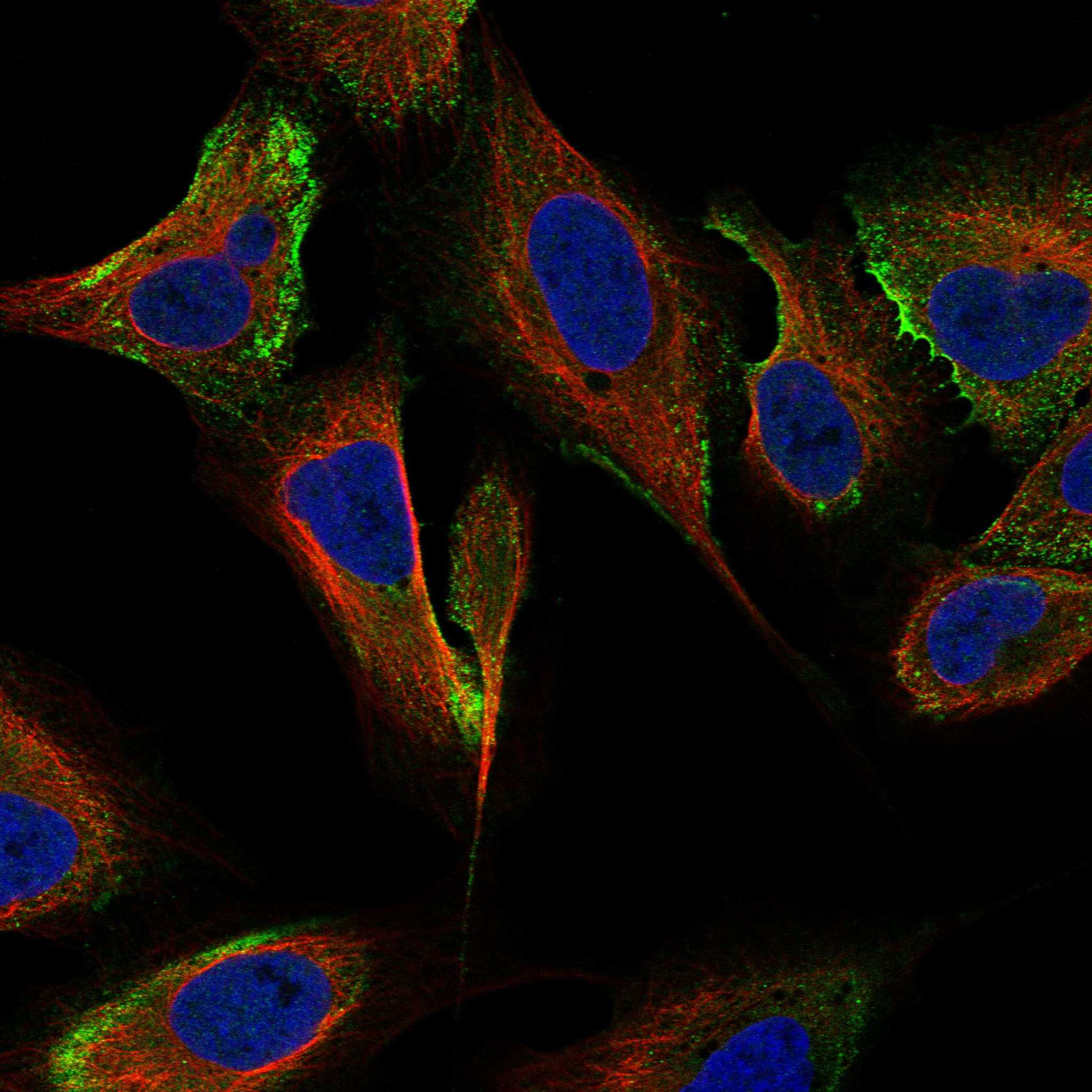 CIB3 fluorescence