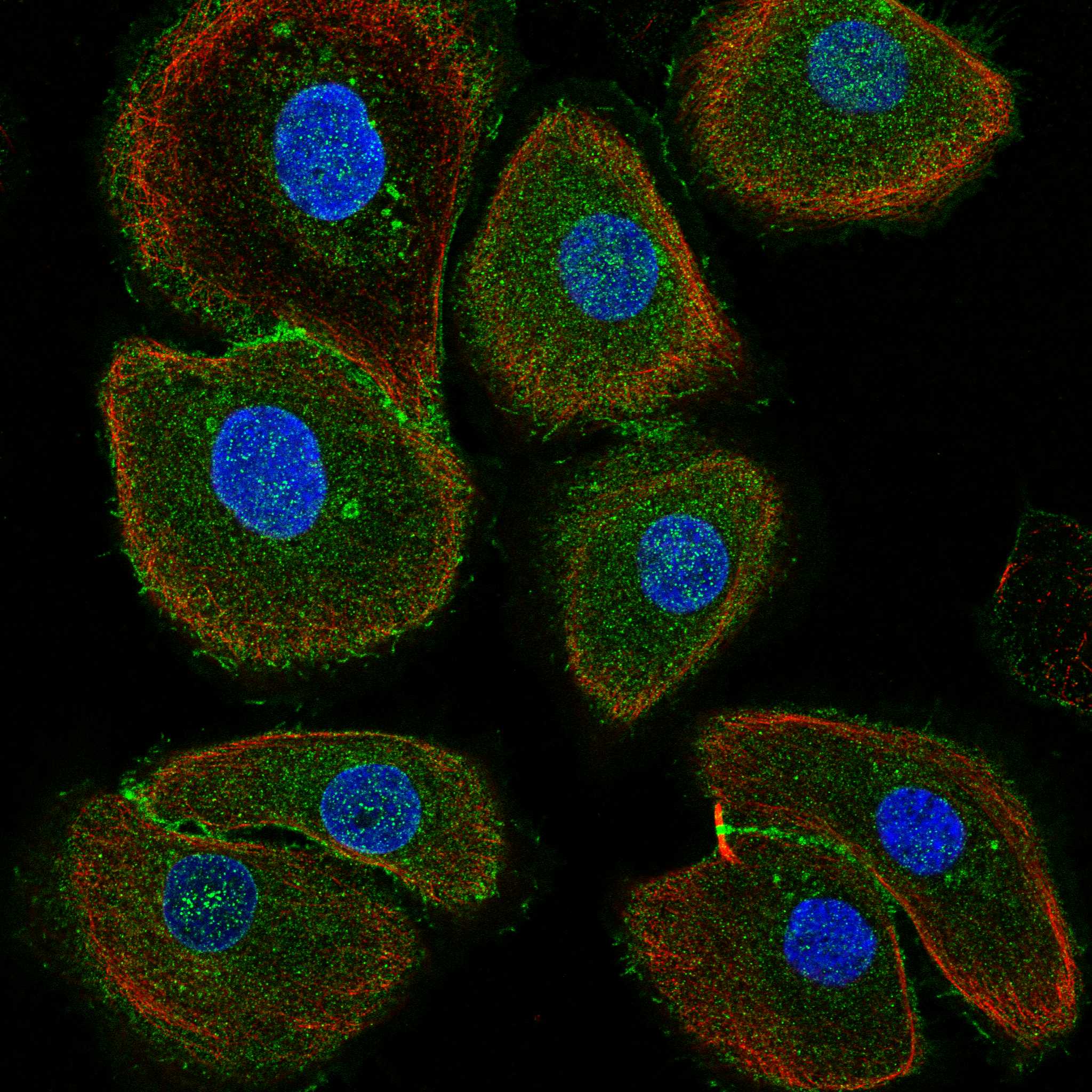 CLCA2 fluorescence