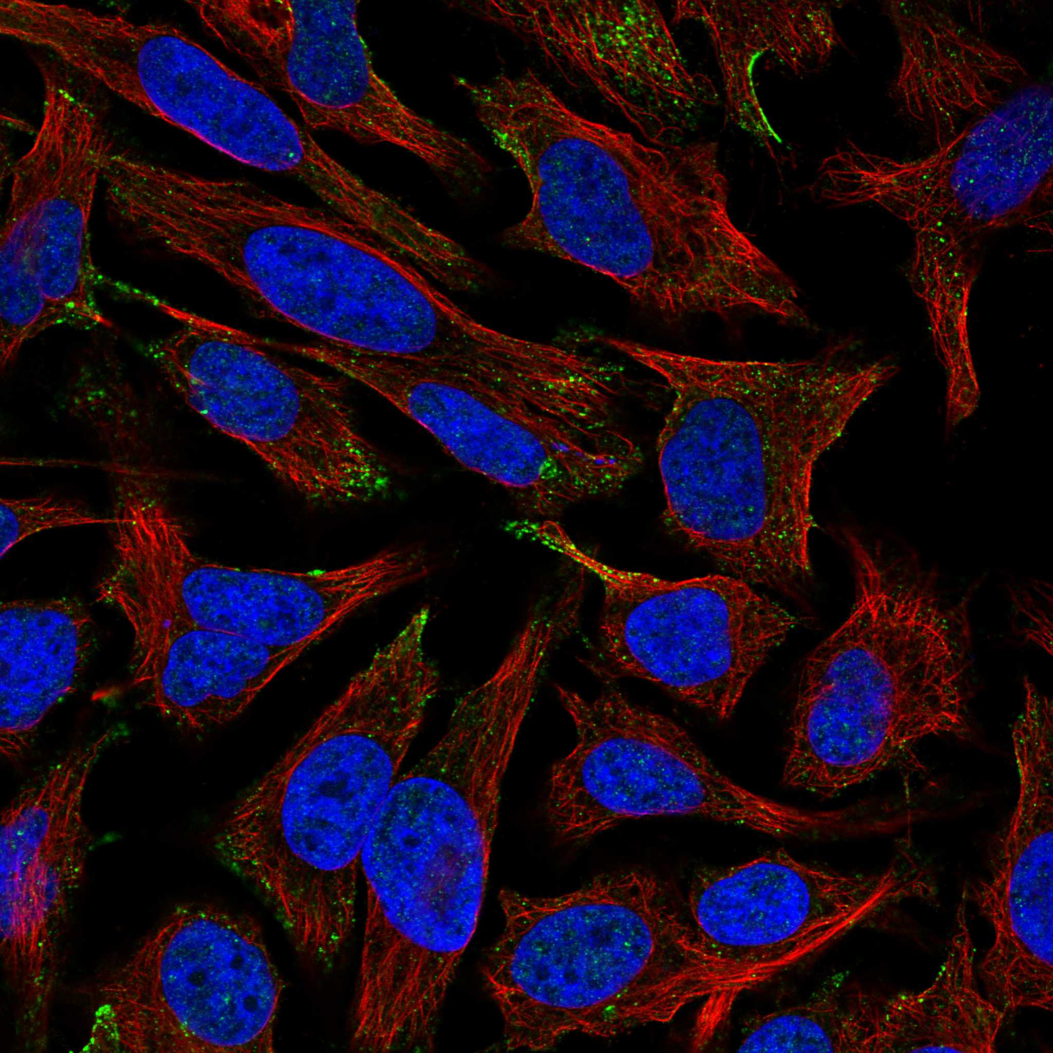 CLCA4 fluorescence
