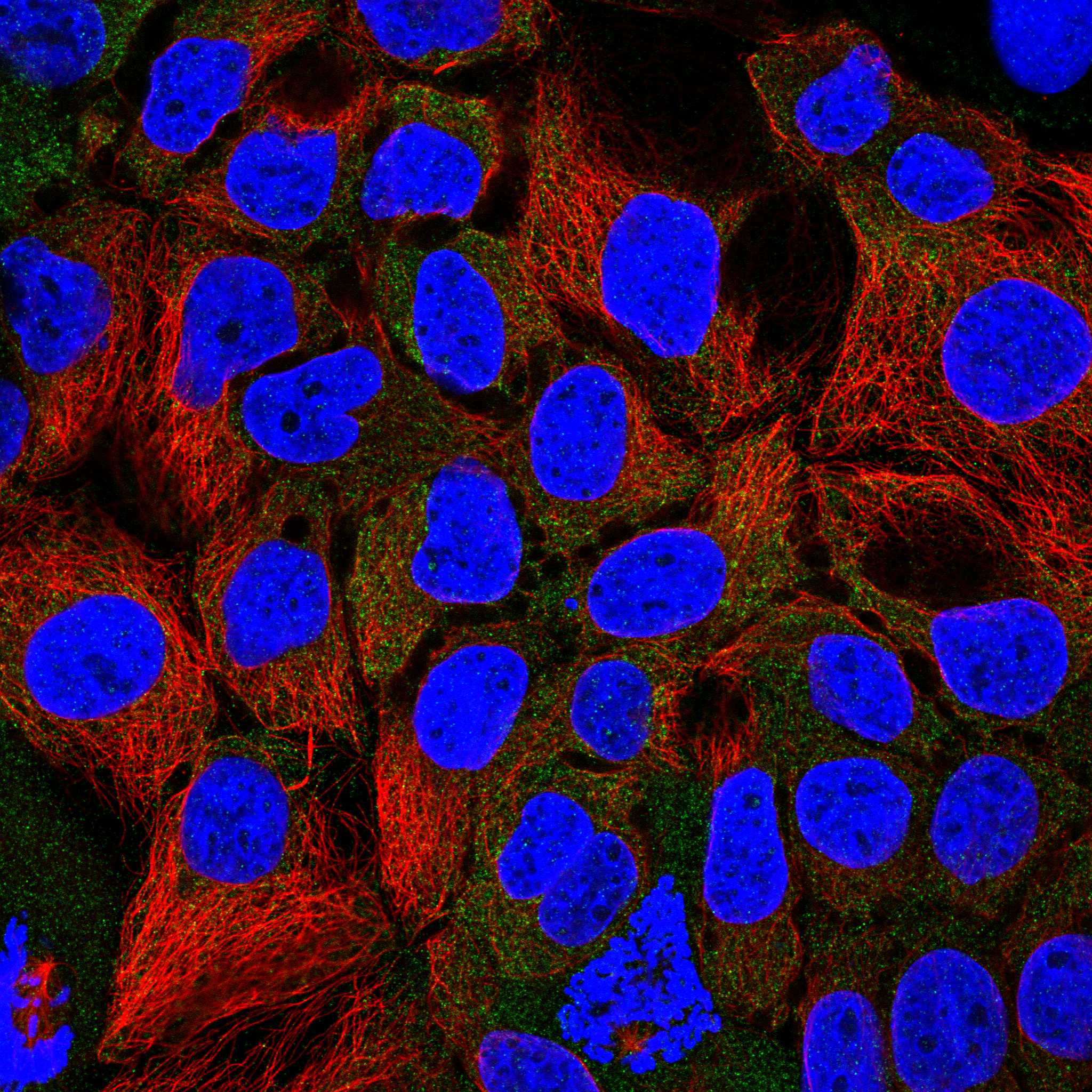 CLCN2 fluorescence