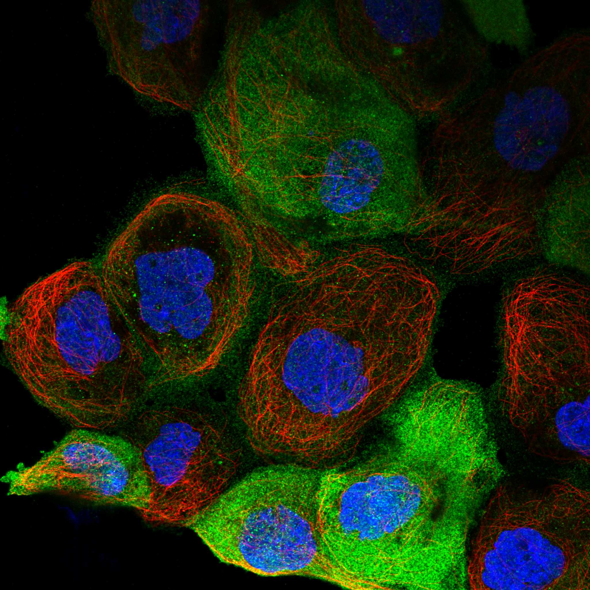 CLCN6 fluorescence