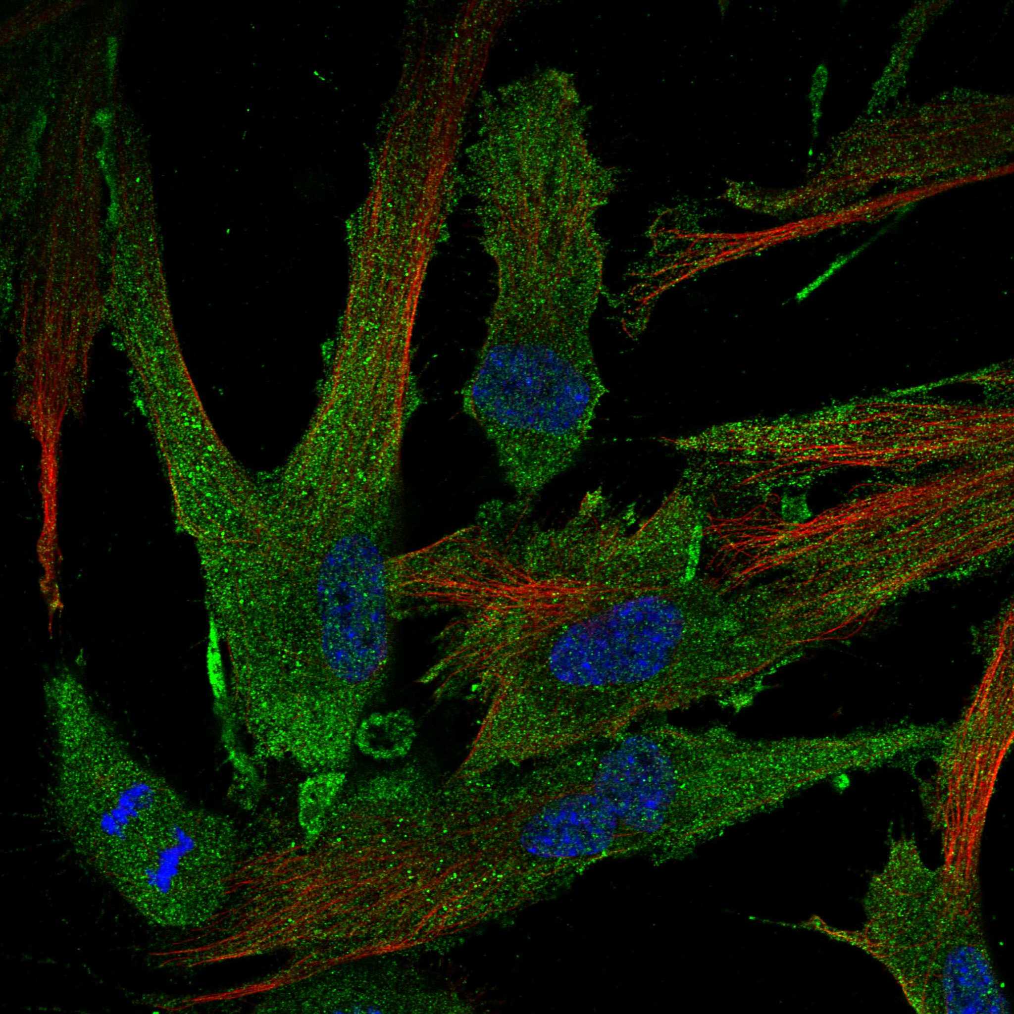 CLIC2 fluorescence