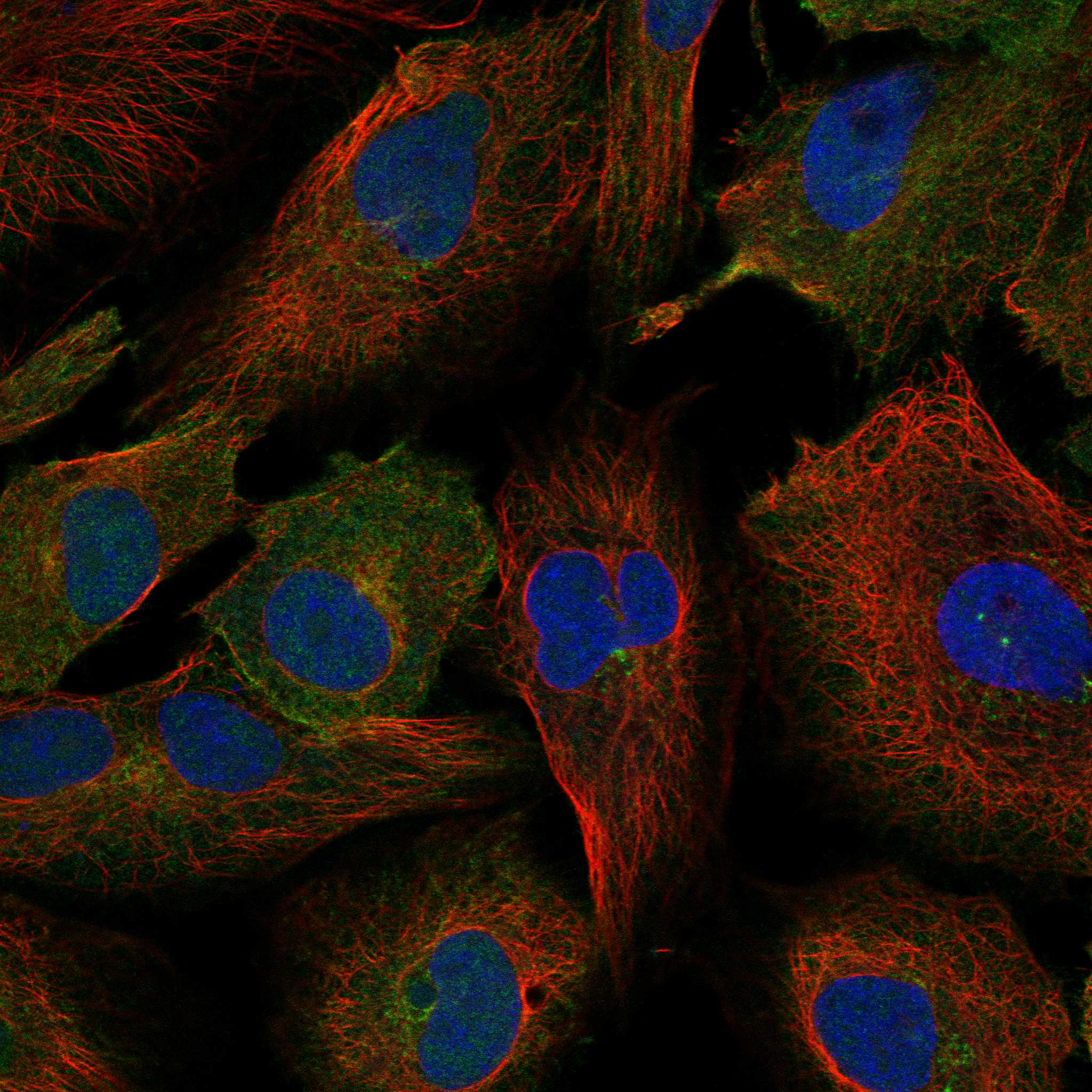 CLIP2 fluorescence