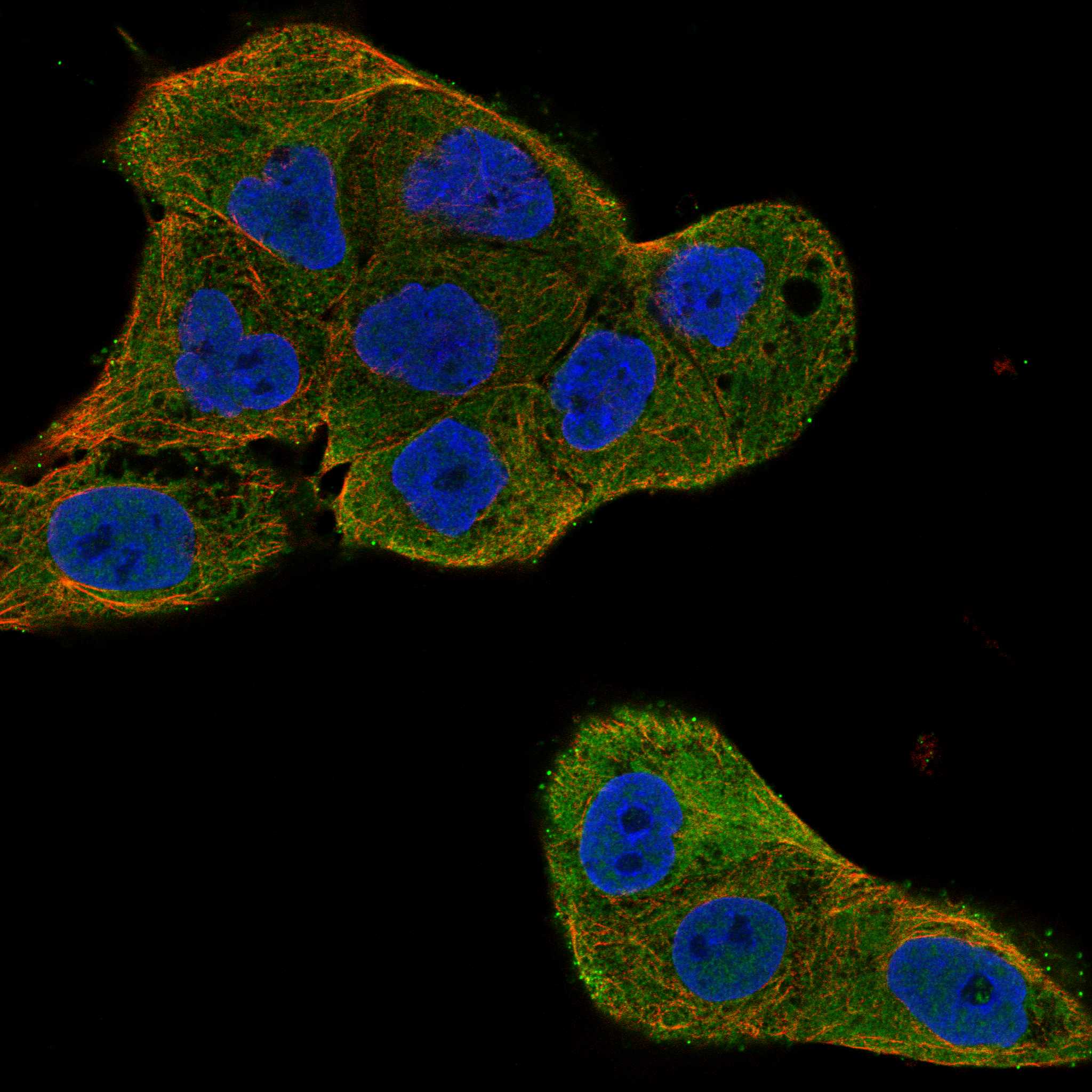 CMYA5 fluorescence