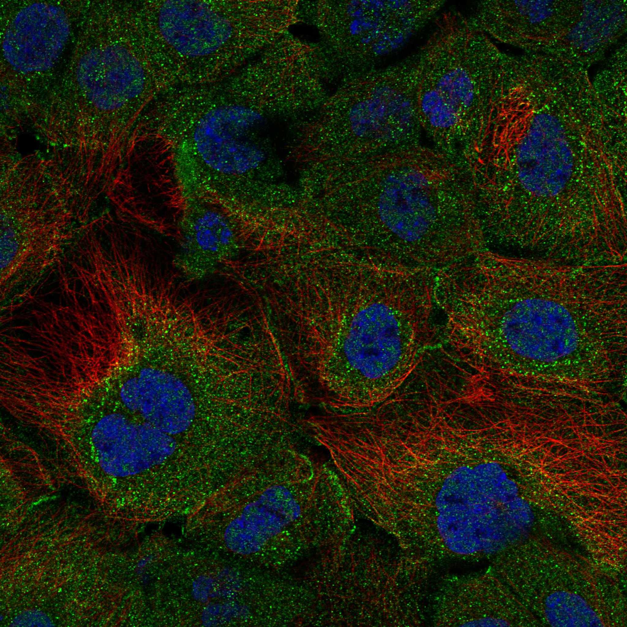 CNGA1 fluorescence