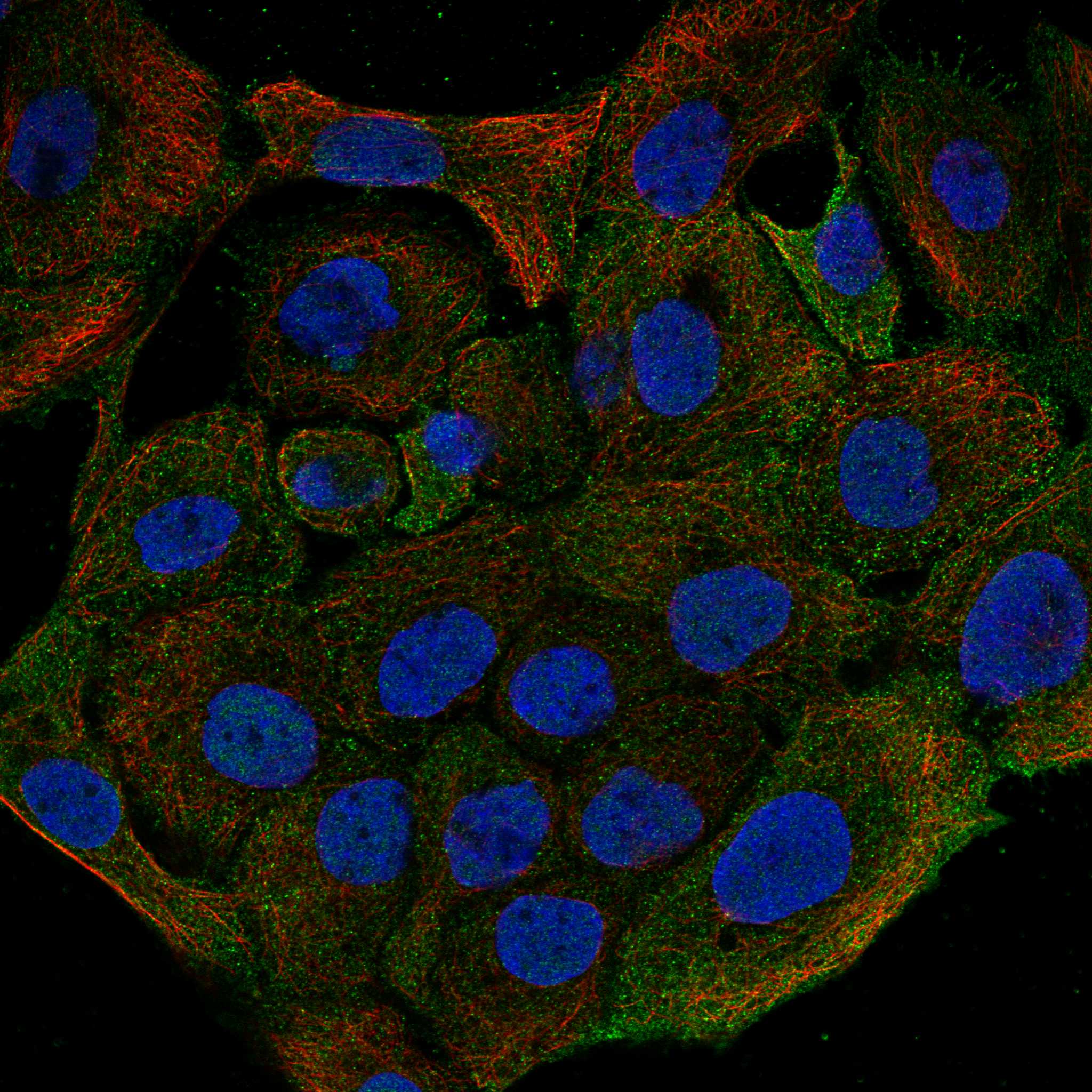 CNGA4 fluorescence