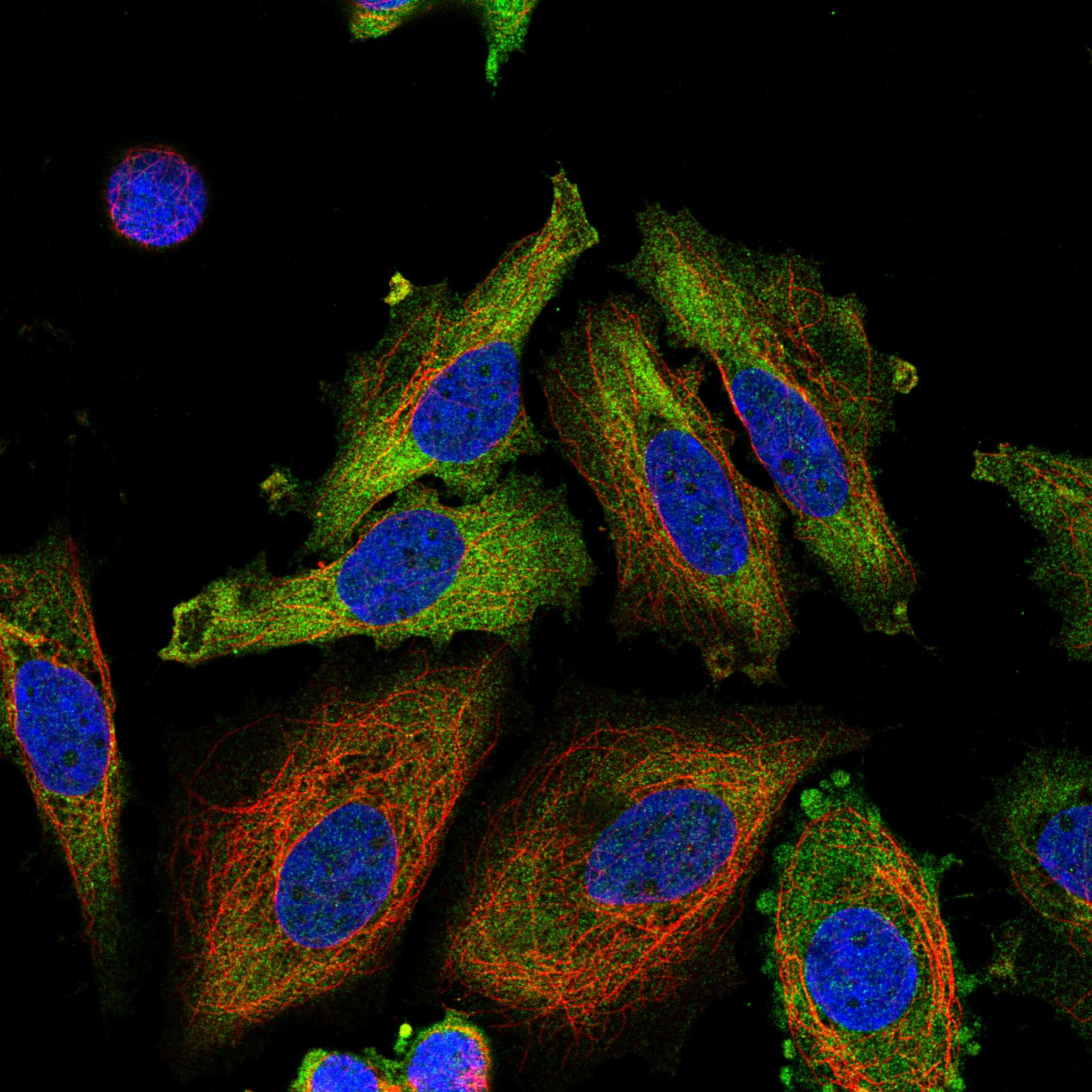 CNGB1 fluorescence