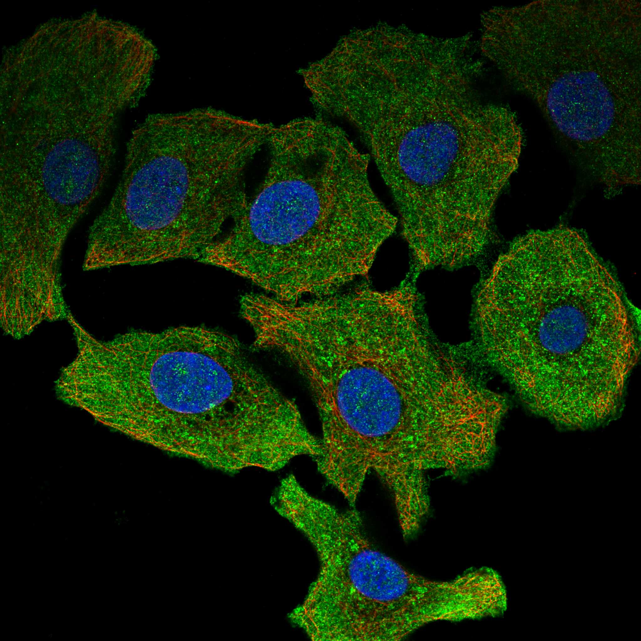 CNNM1 fluorescence
