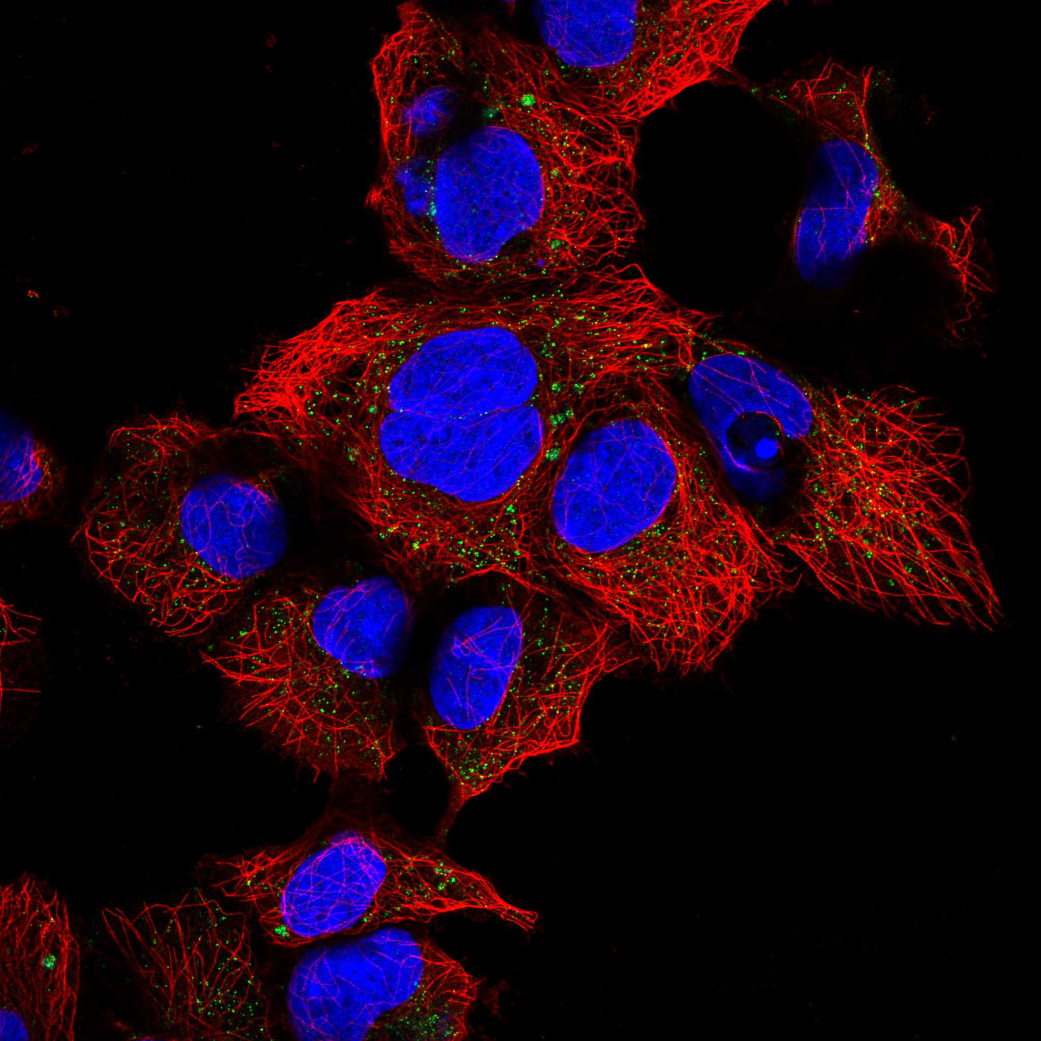 CNNM2 fluorescence