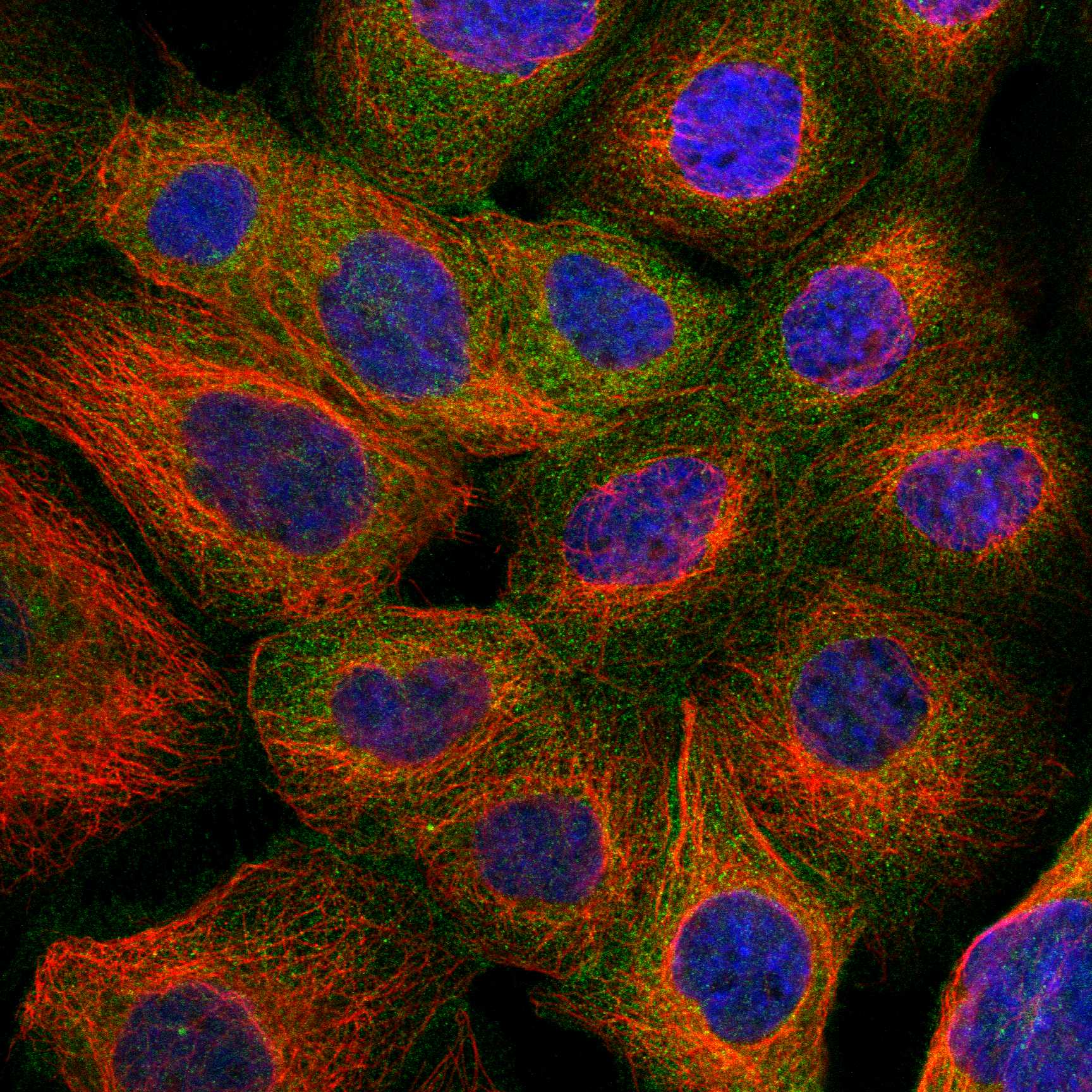 CNNM3 fluorescence