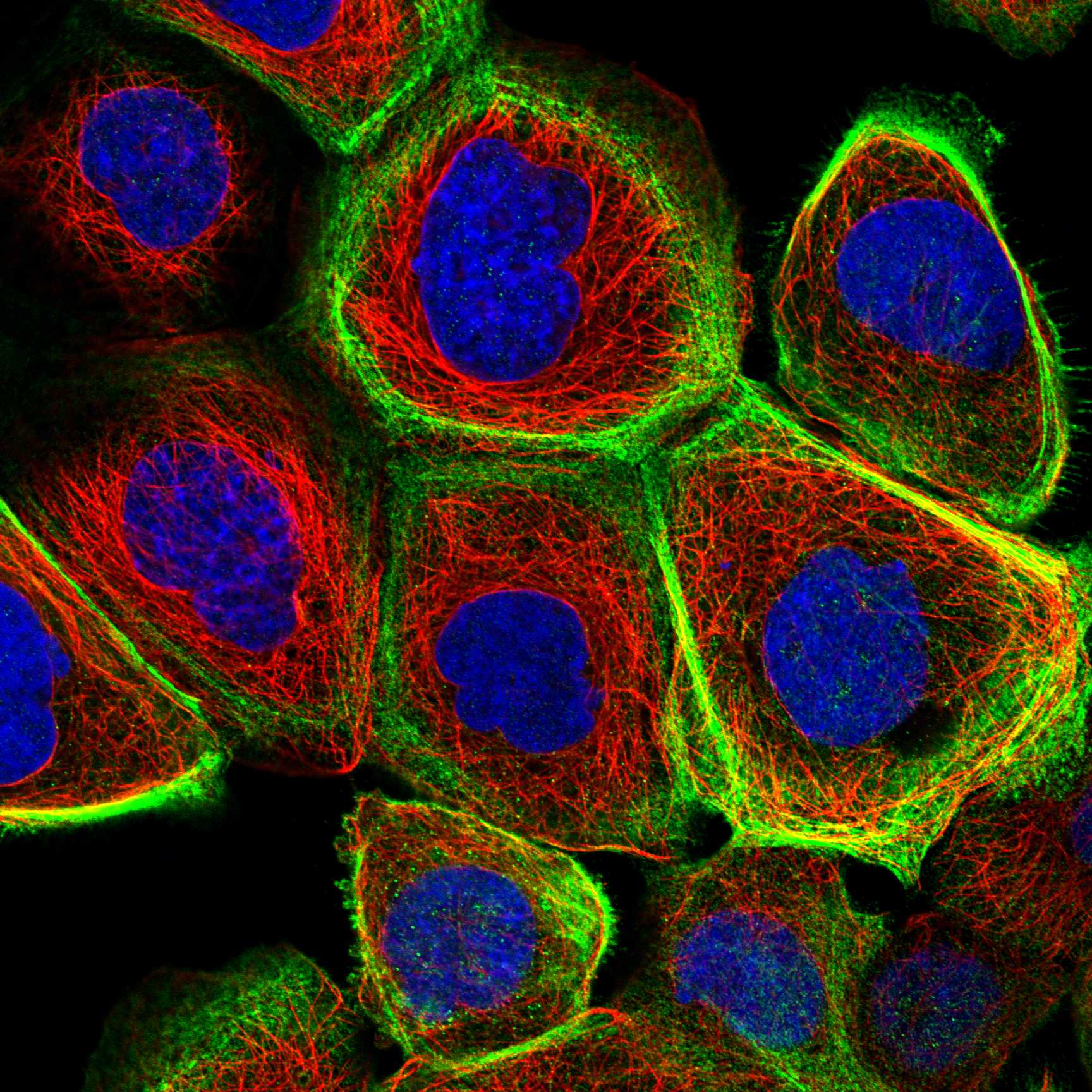 CNNM4 fluorescence