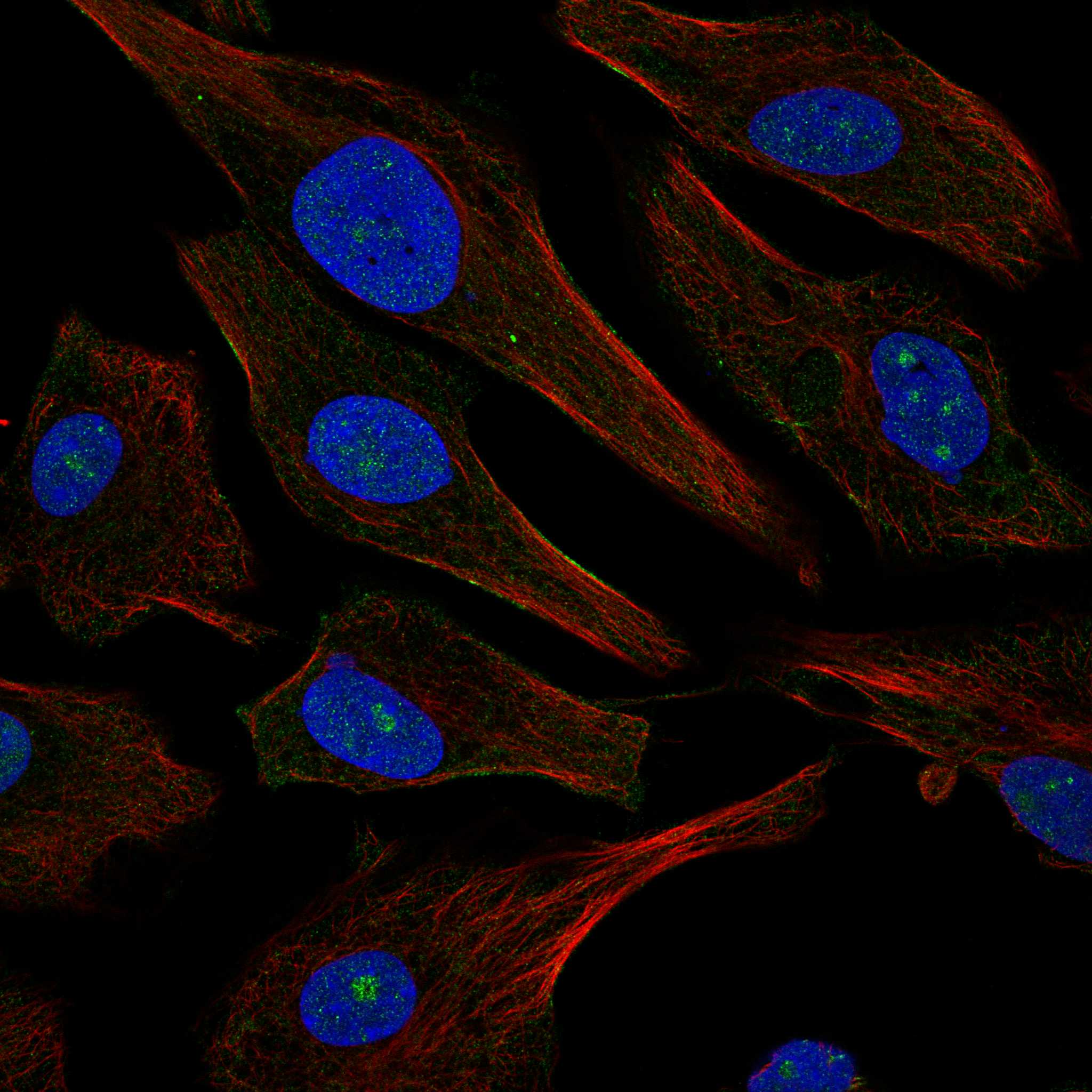 CNPY3 fluorescence