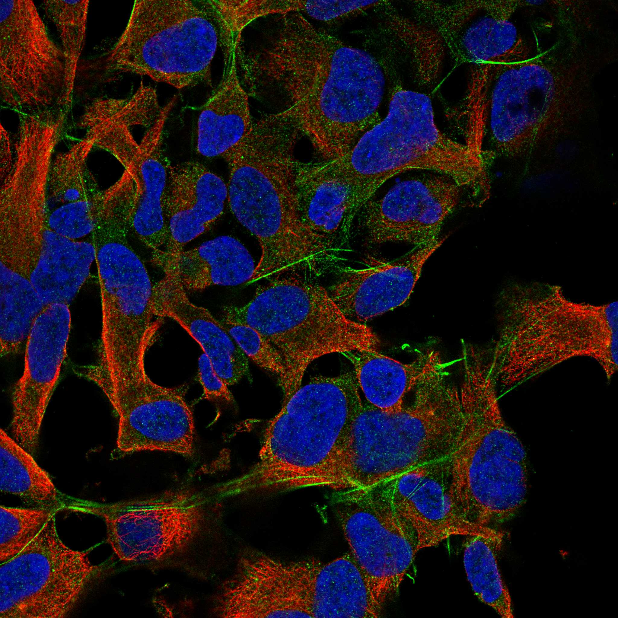 CNR1 fluorescence
