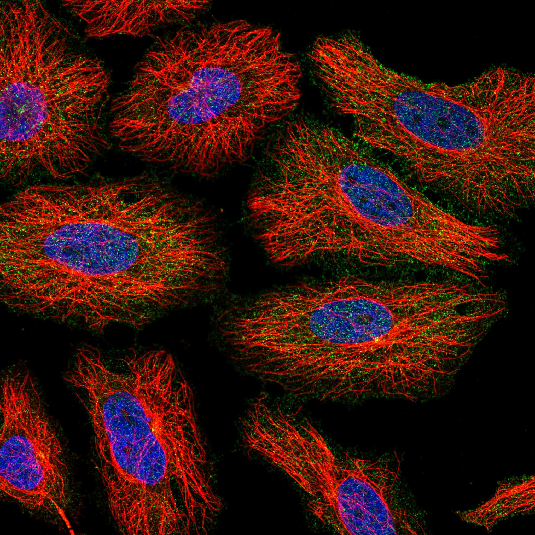 COBL fluorescence