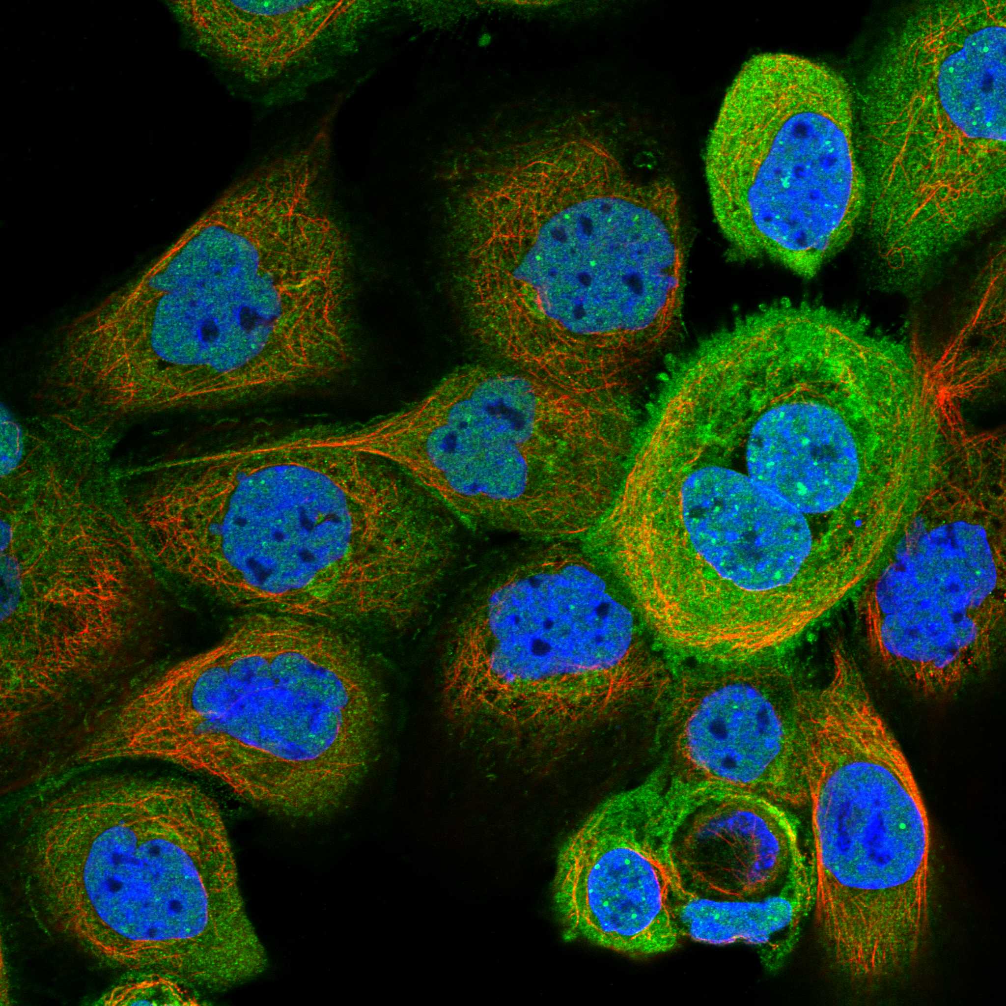 COG3 fluorescence