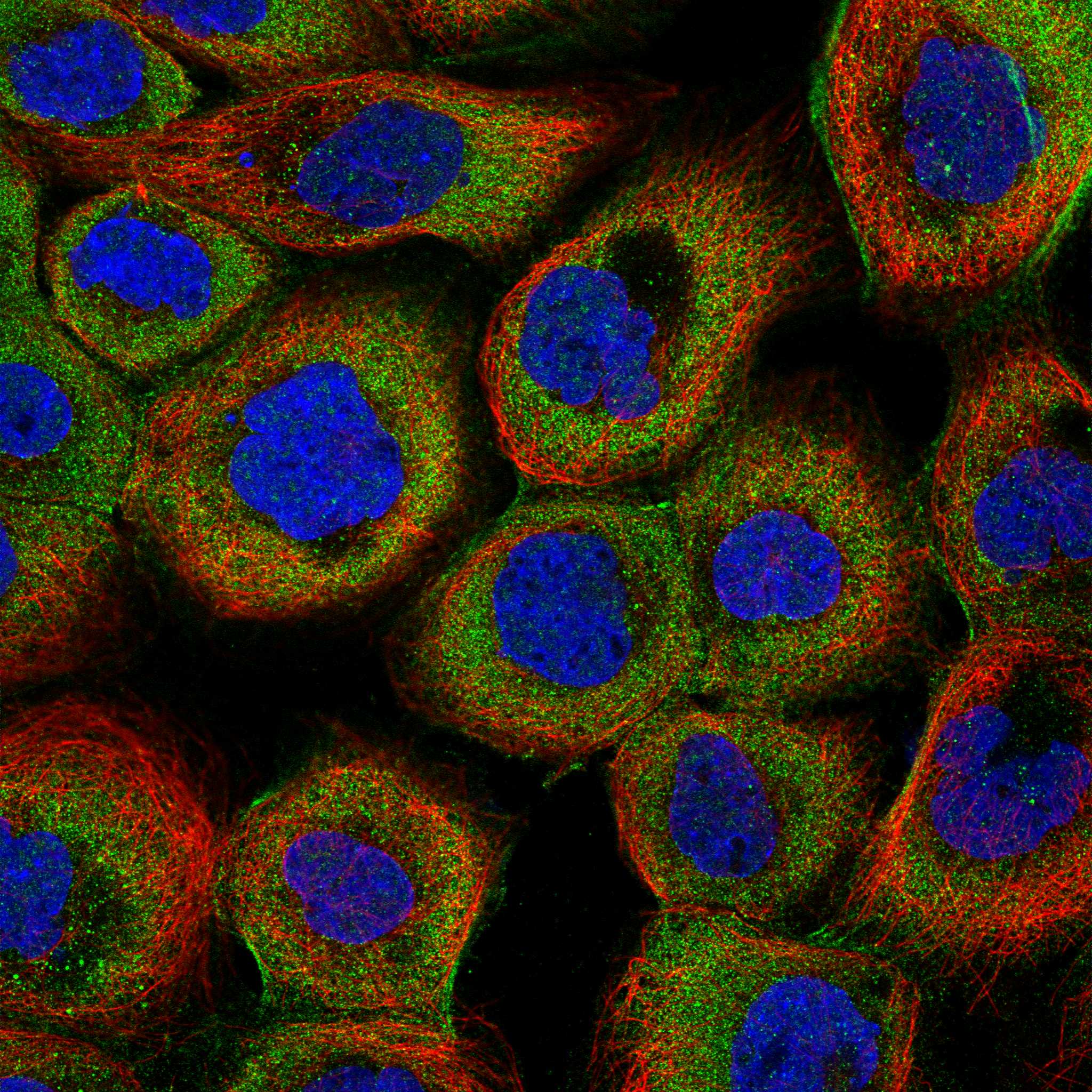 COLQ fluorescence