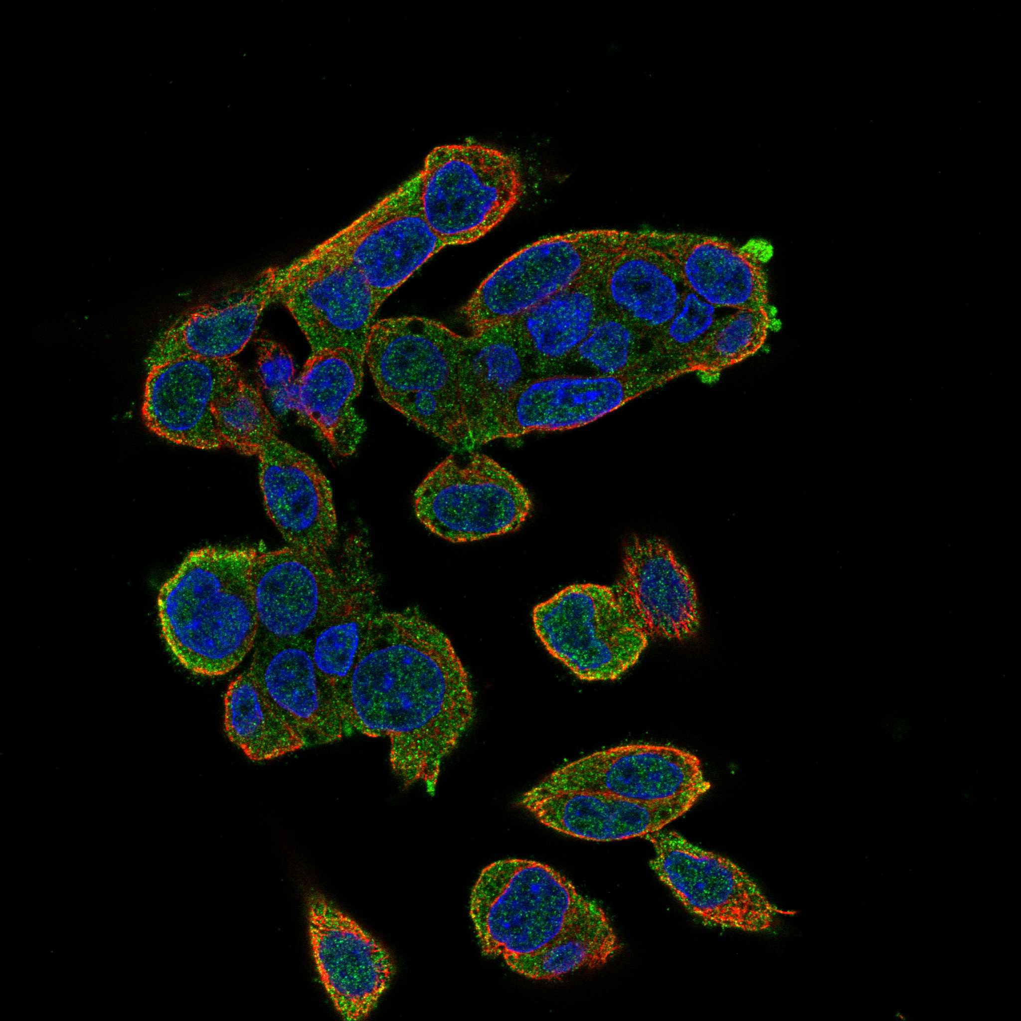 COQ7 fluorescence