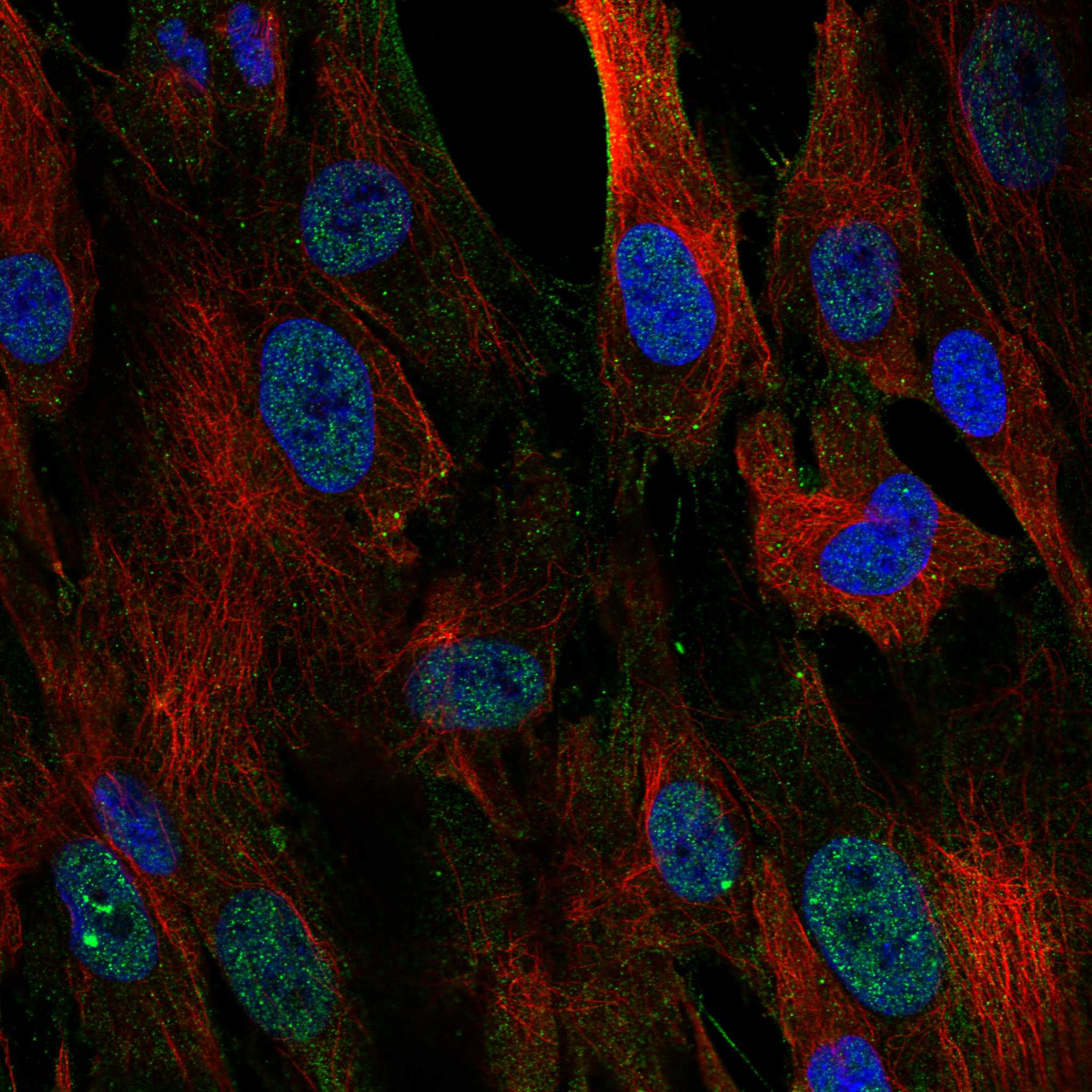 CORIN fluorescence