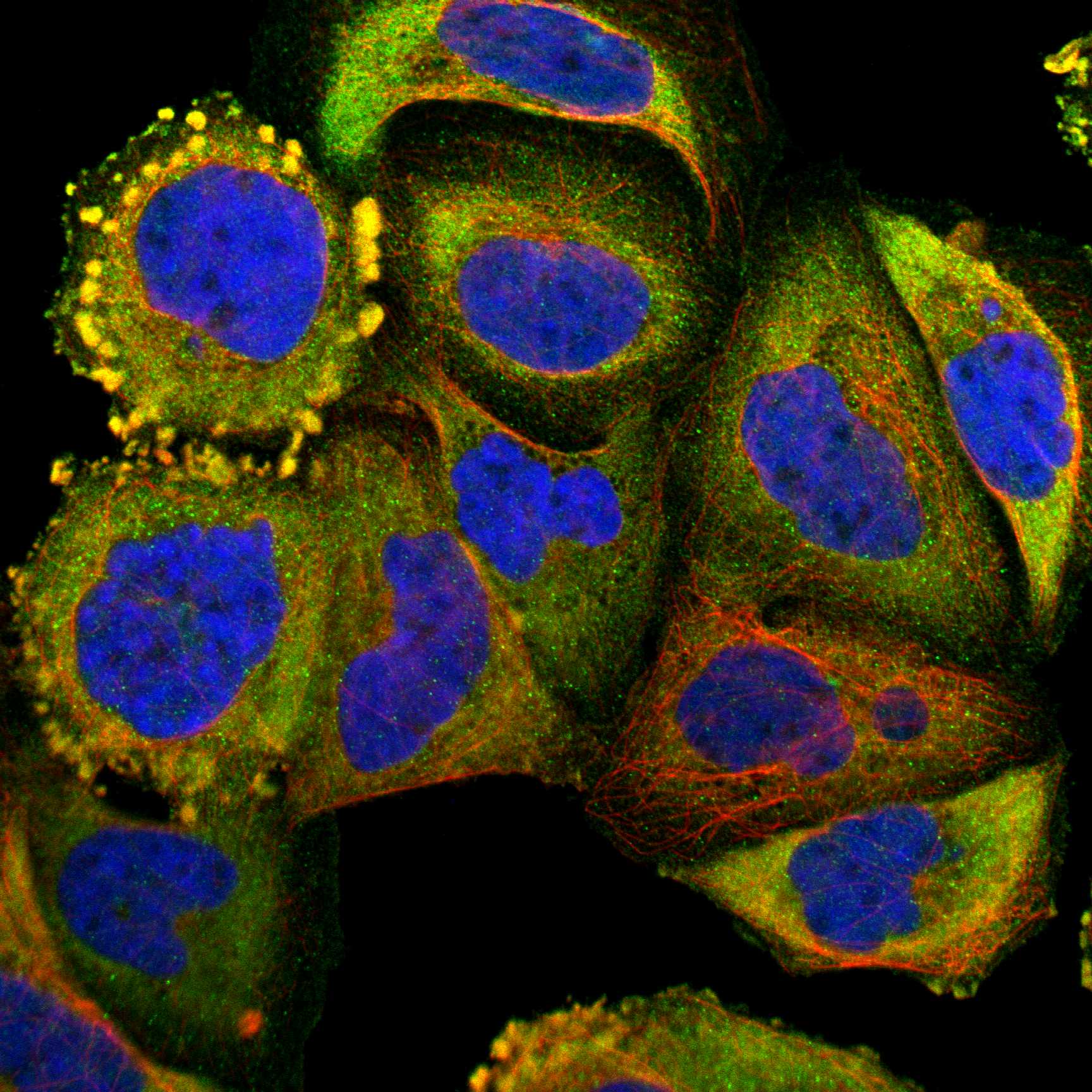 CRLF3 fluorescence