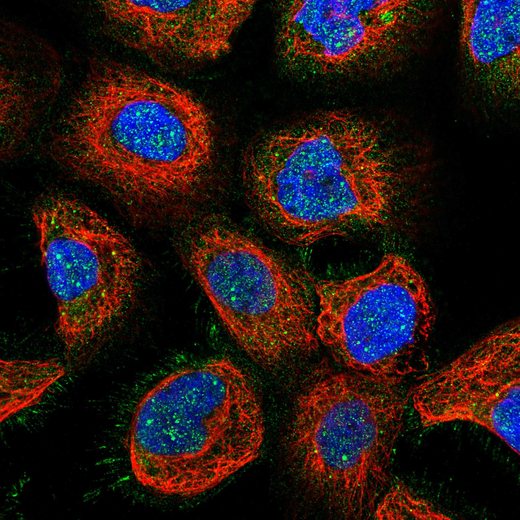 CRTC1 fluorescence
