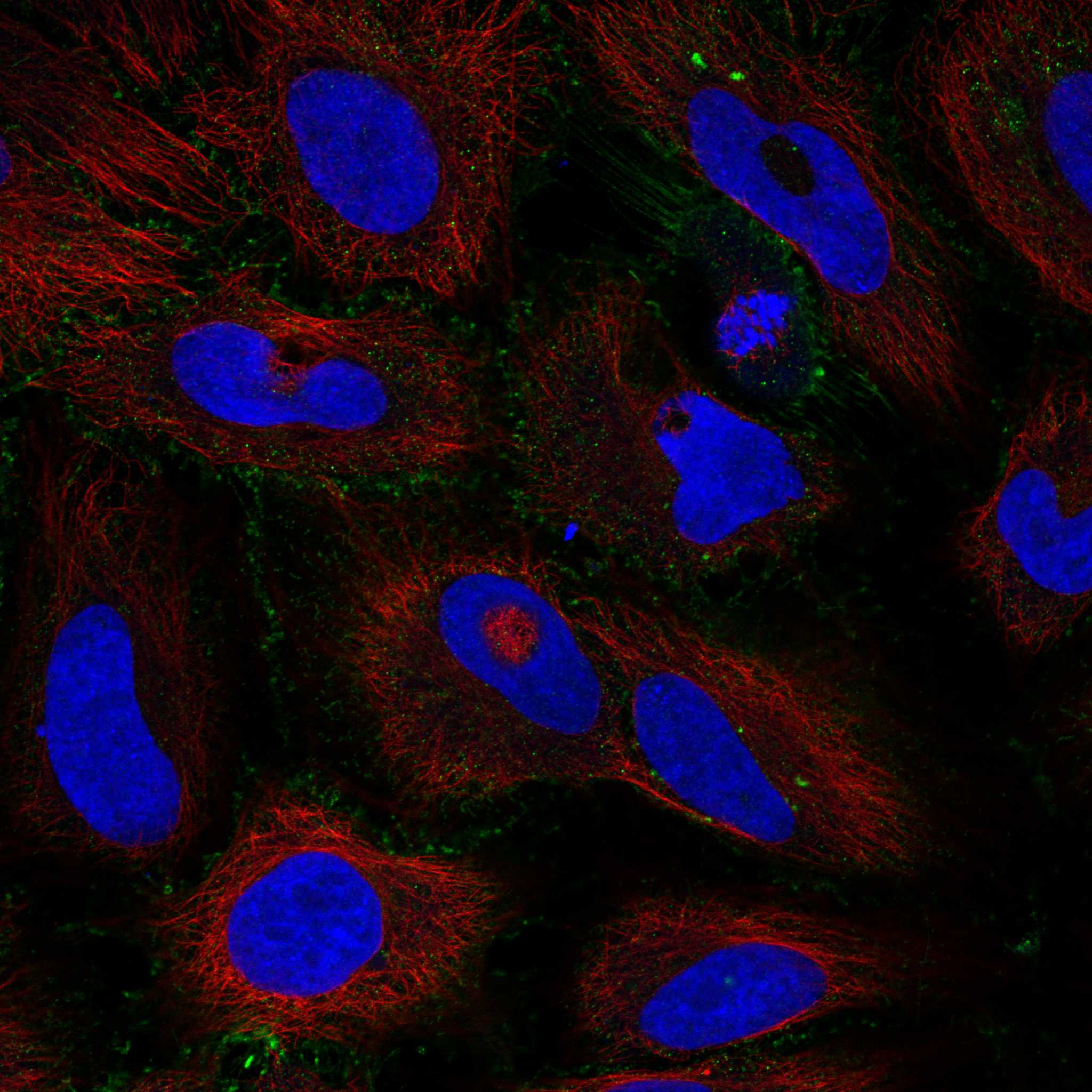 CSAD fluorescence
